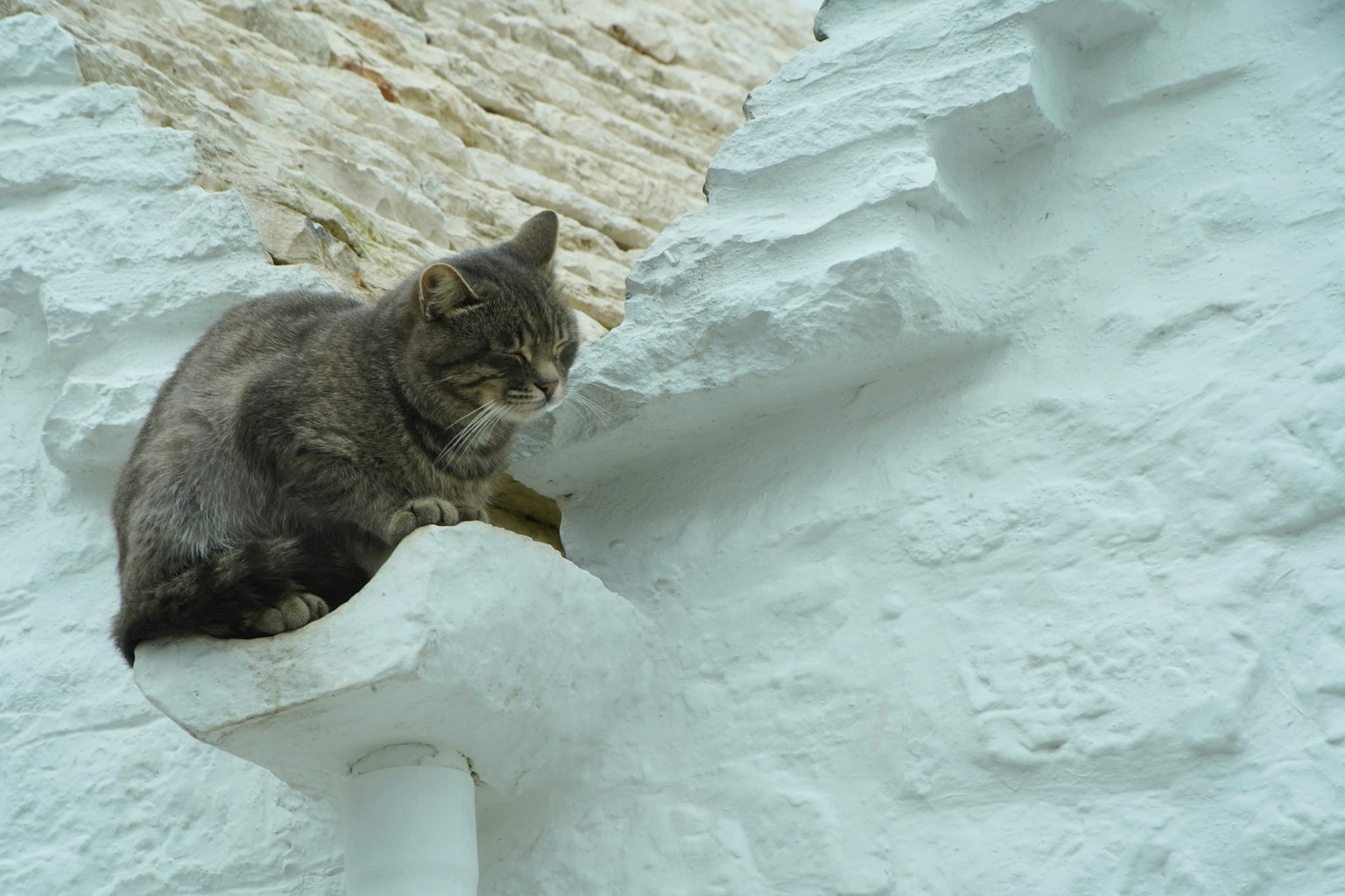 Gatto grigio seduto su un davanzale di un muro bianco