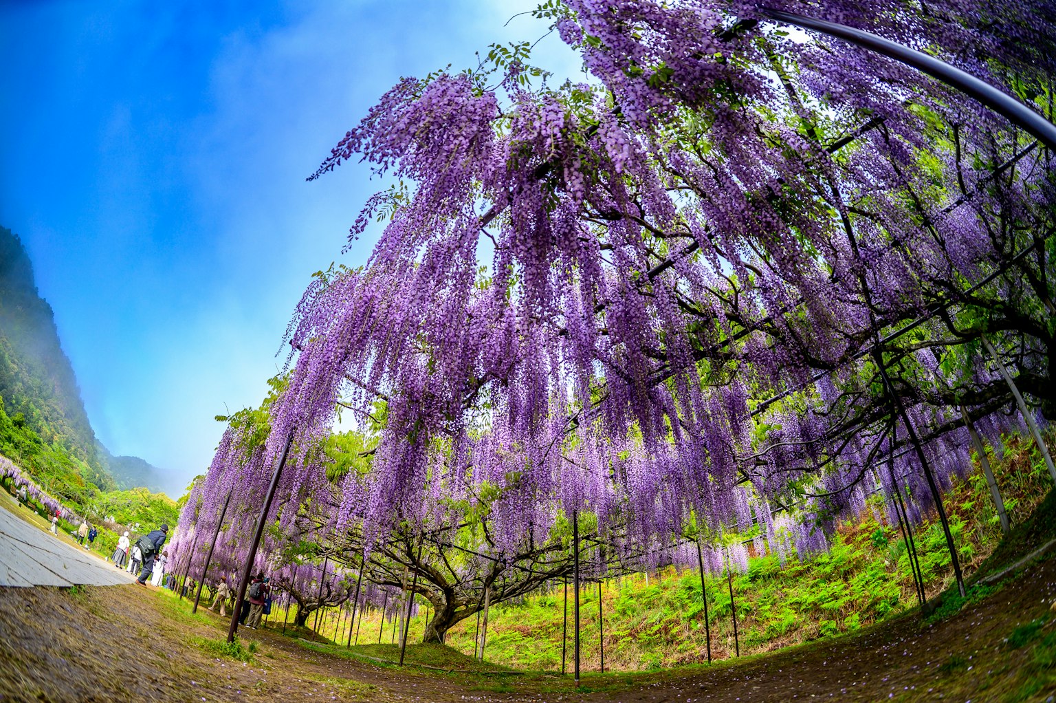 Un paysage avec des fleurs de glycine violettes en fleurs avec de l'herbe verte et un ciel bleu