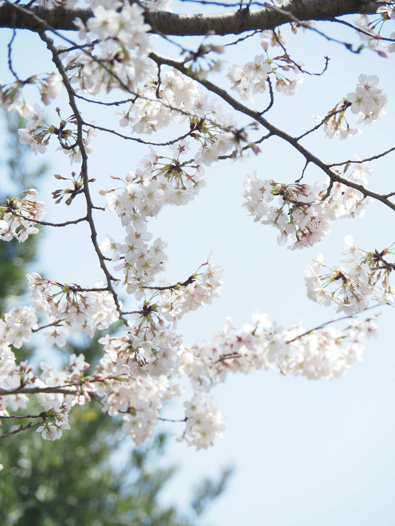 Cherry blossom branches with full bloom against a blue sky