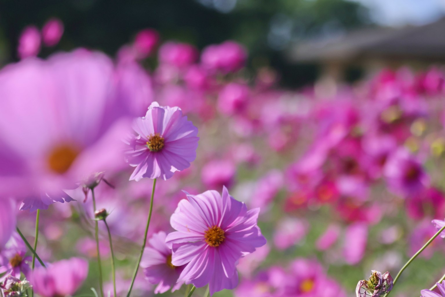 色とりどりのコスモスの花が咲いている風景