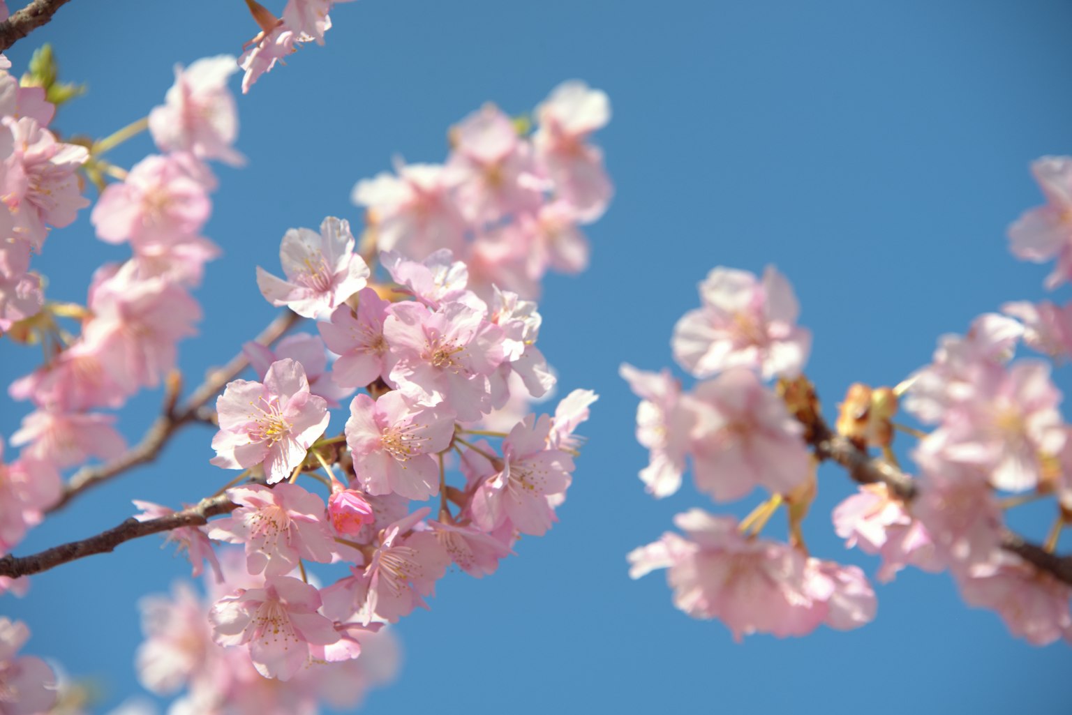 Fiori di ciliegio che fioriscono contro un cielo blu