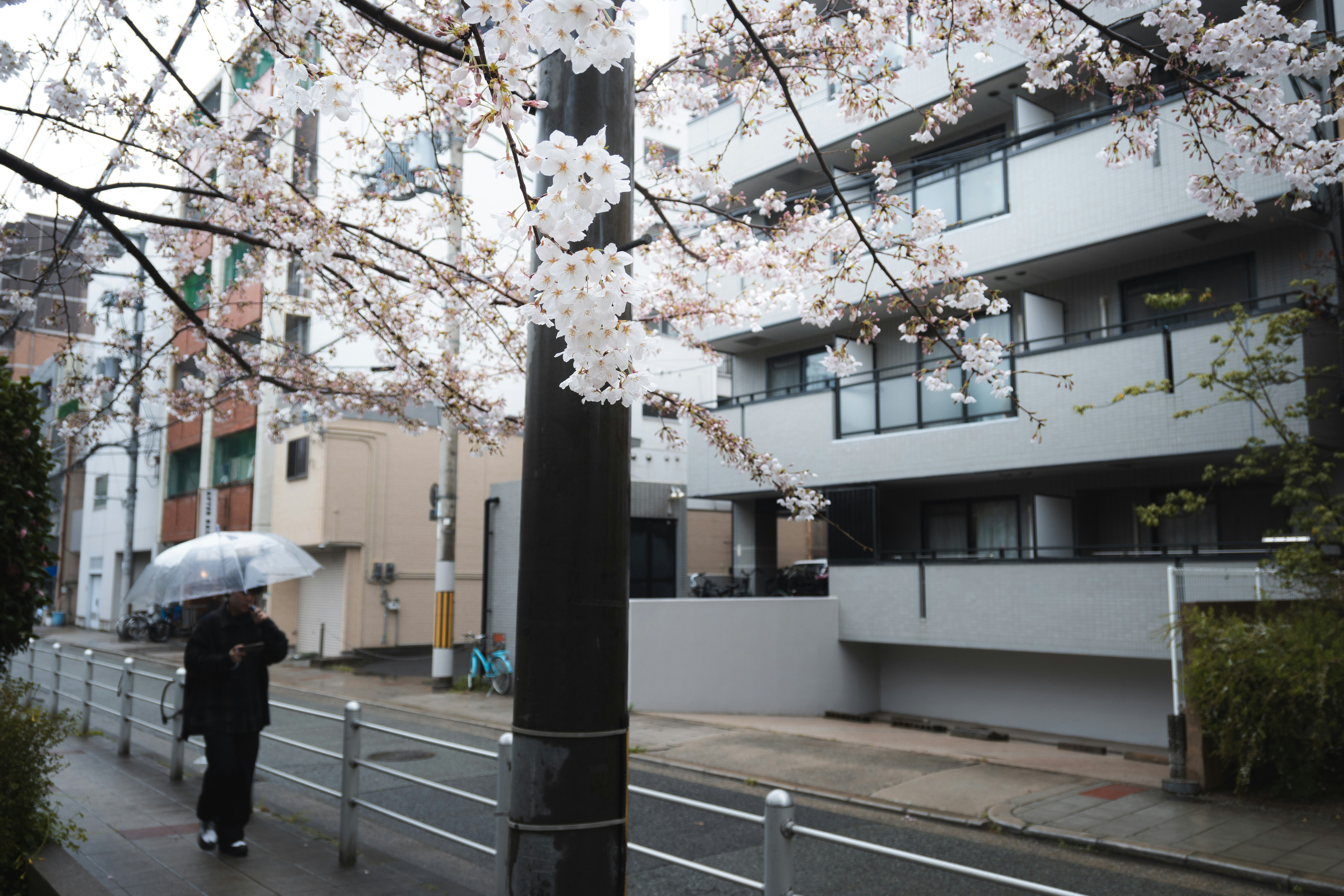 marciapiede all’angolo di una strada con alberi di ciliegio in fiore