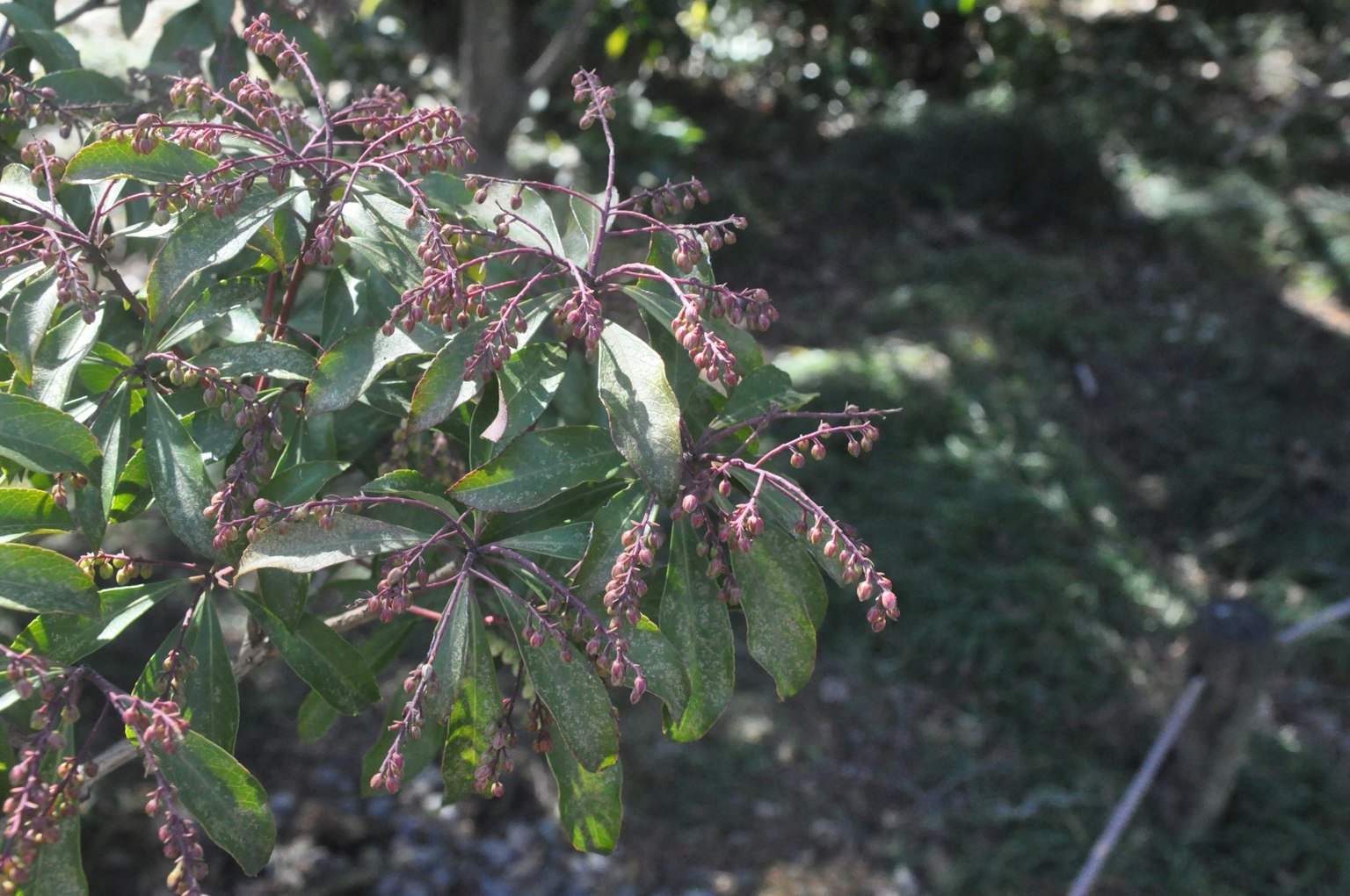 Zweig einer Pflanze mit Blättern und Knospen