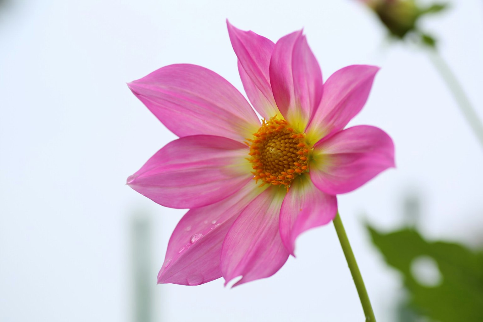 A beautiful pink lotus flower in bloom