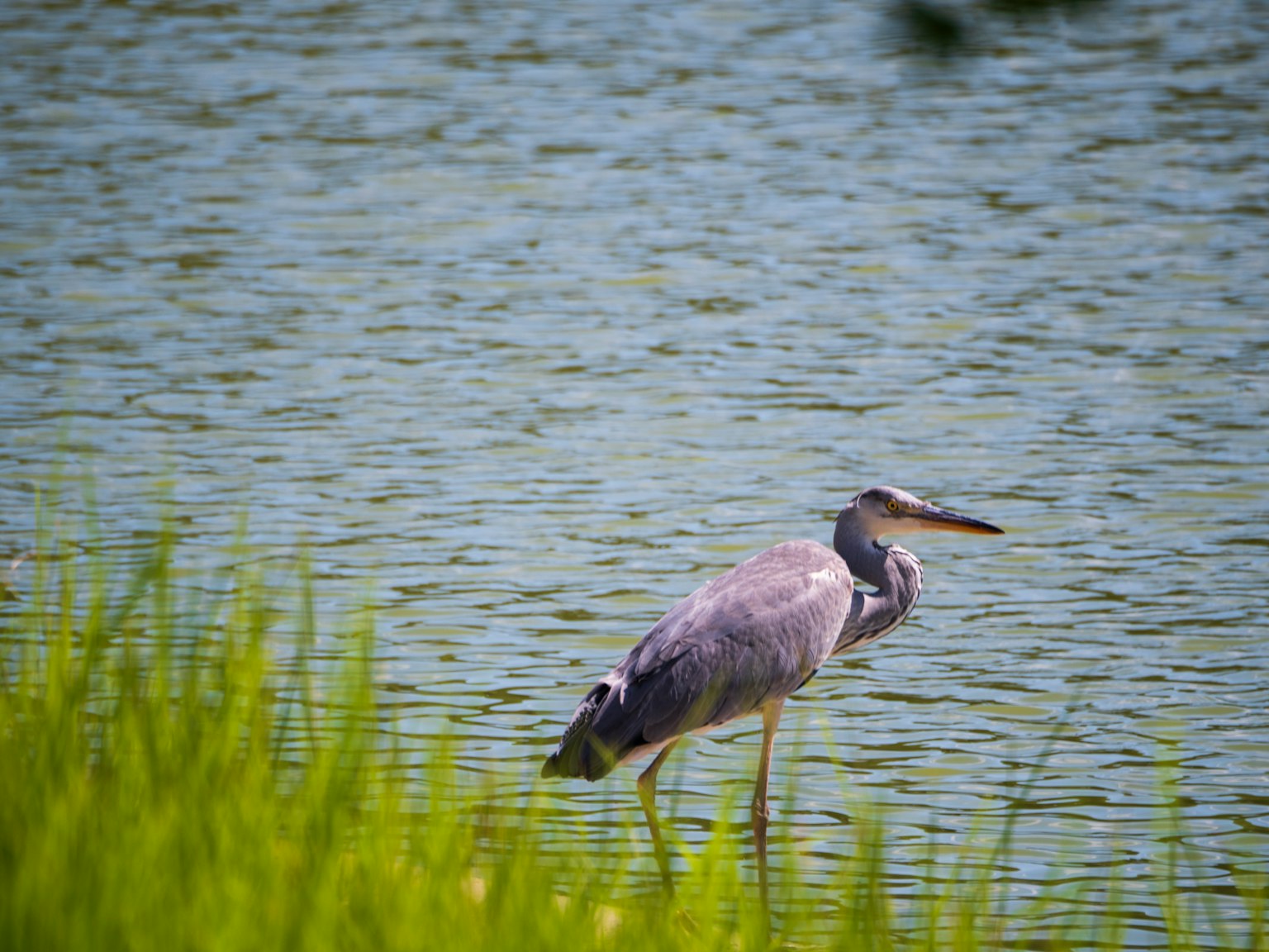 A blue heron standing by the water's edge