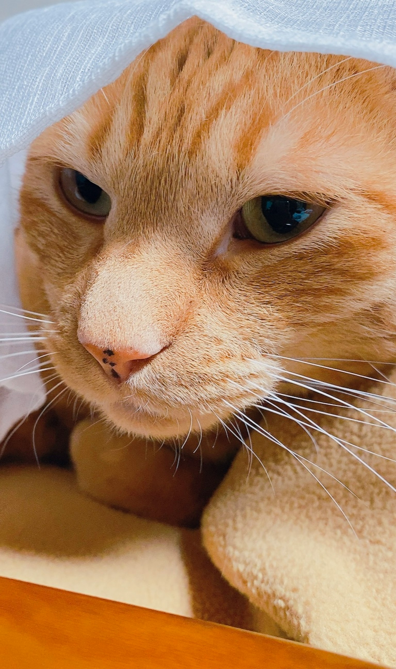Primer plano de un gato naranja bajo una manta