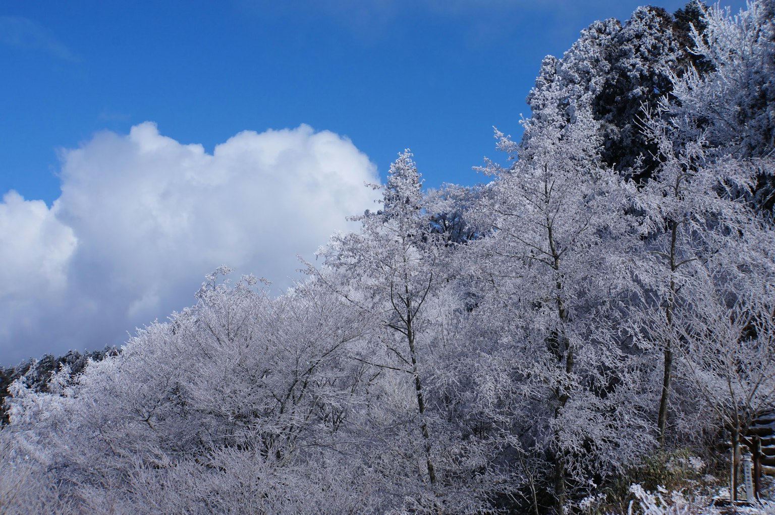 Árboles cubiertos de nieve contra un cielo azul