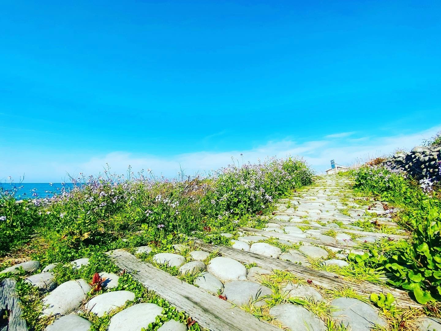 海辺の岩の小道と草花が続く景色