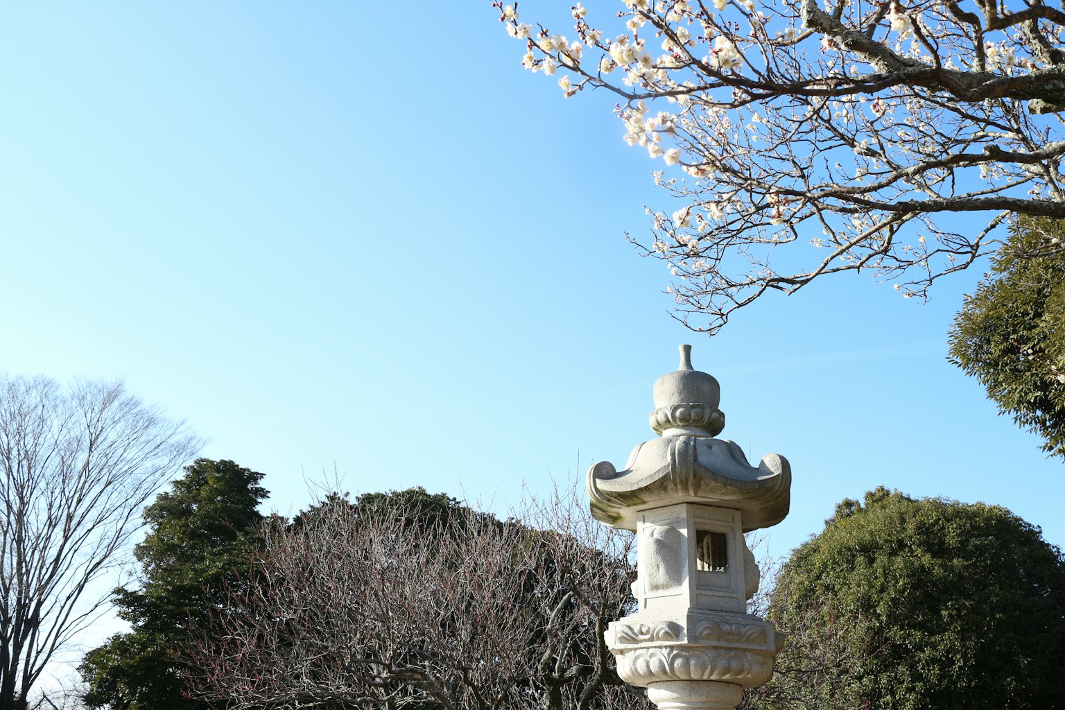 蓝天下的日本灯笼和樱花树