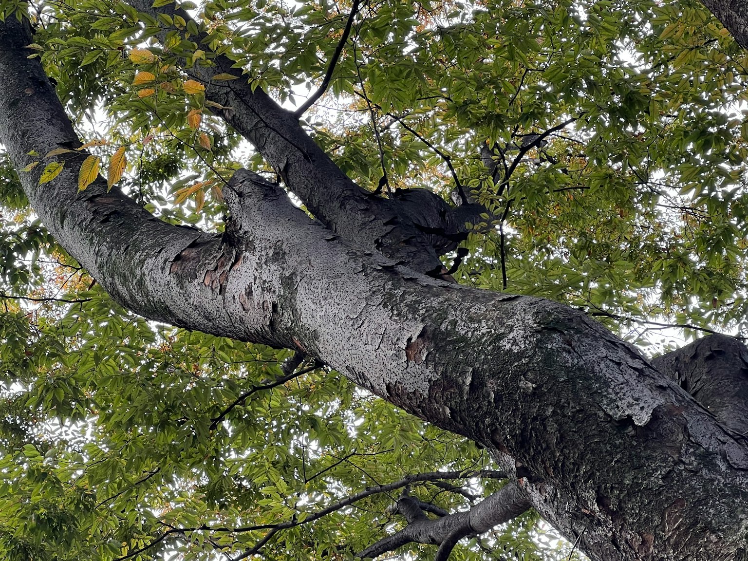Gros plan sur un tronc d'arbre avec des feuilles vertes au-dessus