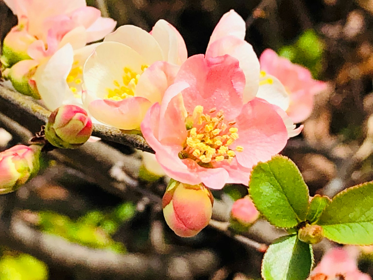 Nahaufnahme von blühenden Frühlingsblumen an einem Zweig