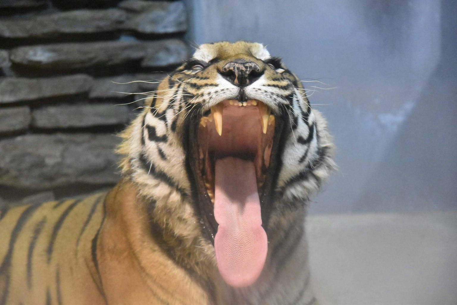 Primo piano di una tigre che sbadiglia con uno sfondo di muro di pietra