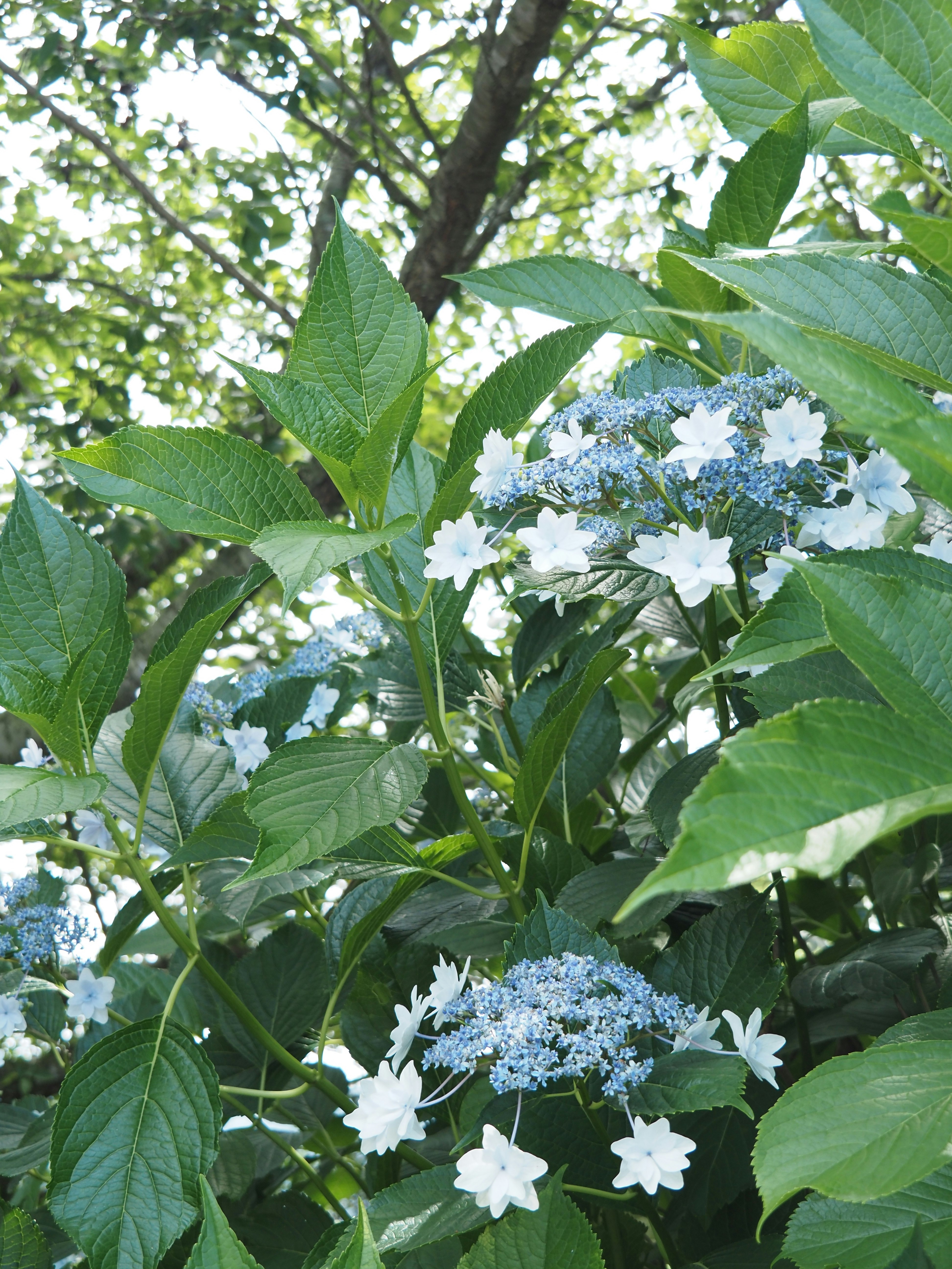 紫陽花の花と青い花房が茂みの中で咲く庭の風景