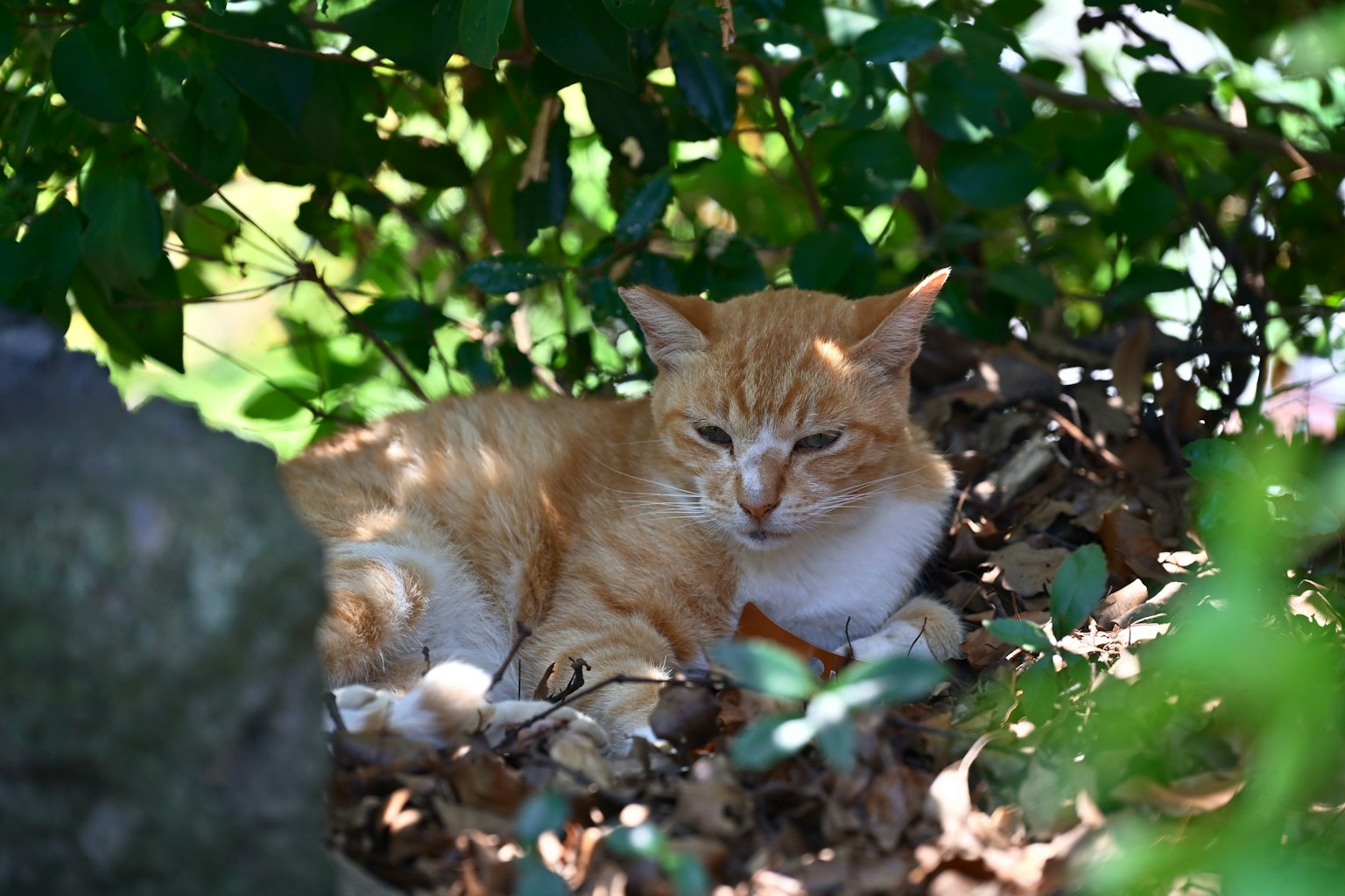 Kucing oranye bersantai di bawah pohon