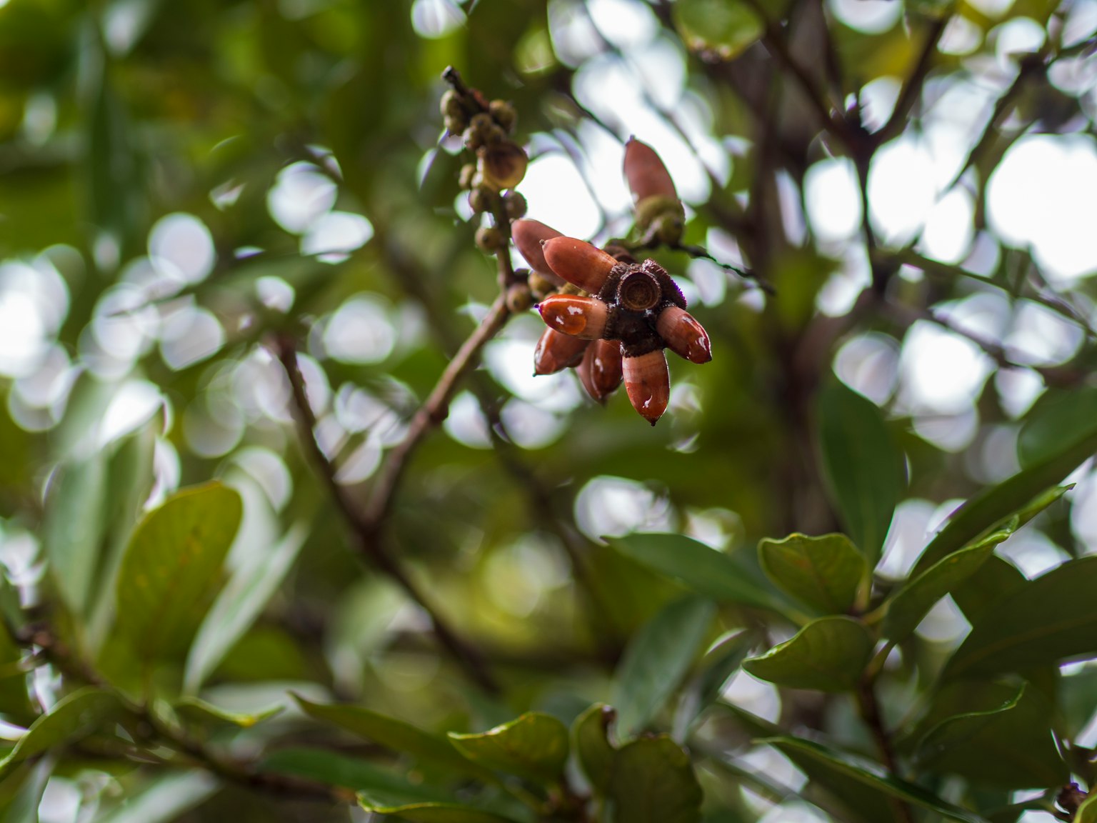 Imagen que muestra frutas colgando entre hojas verdes en un árbol