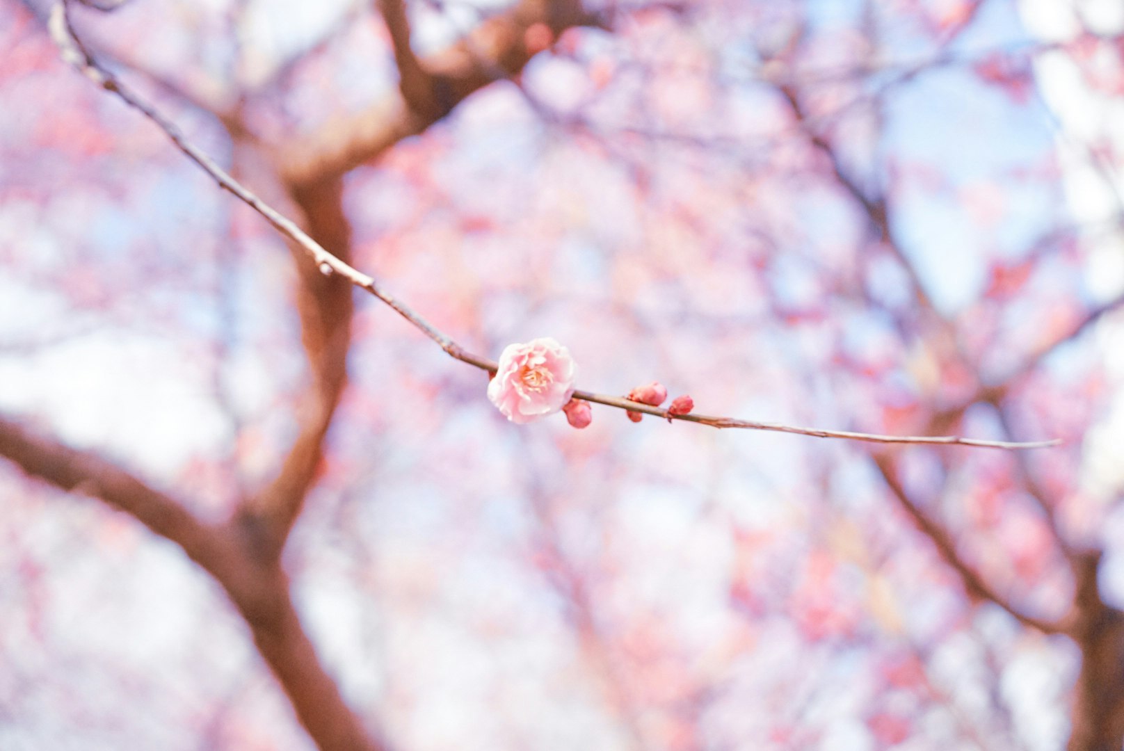 桃色の花が咲く枝先のアップ