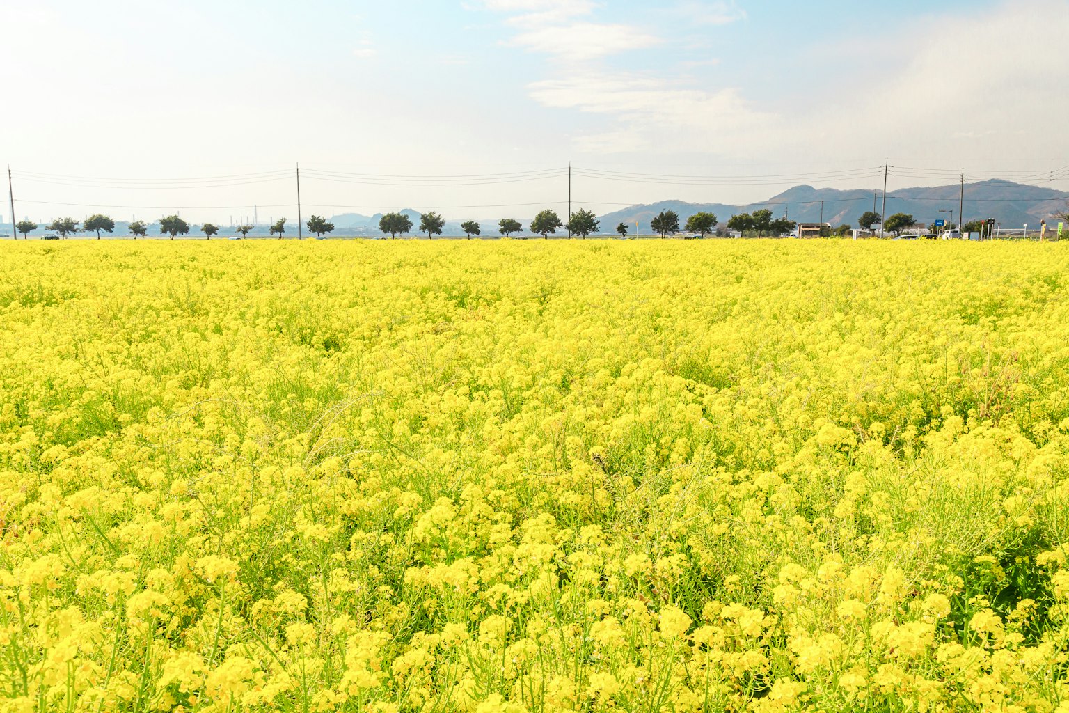 Ladang bunga rapeseed kuning yang luas di bawah langit biru