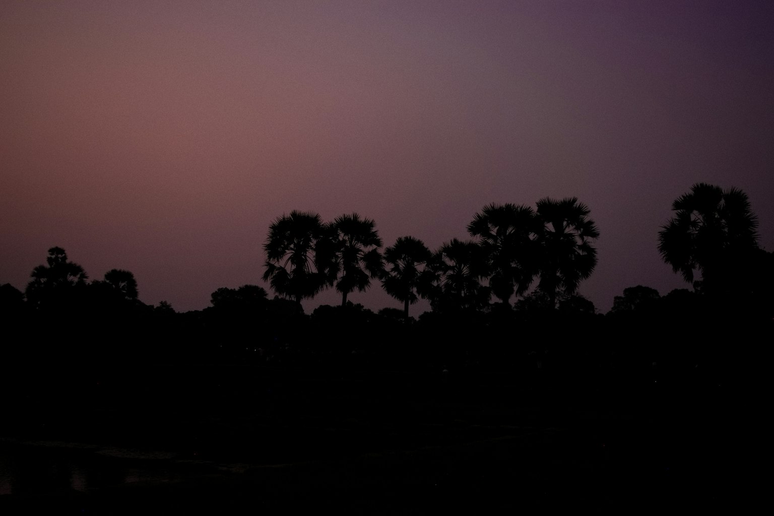 Silhouette di alberi contro un cielo al tramonto