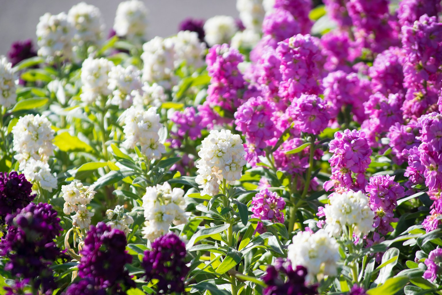 Ein wunderschönes Blumenfeld mit blühenden lila und weißen Blumen
