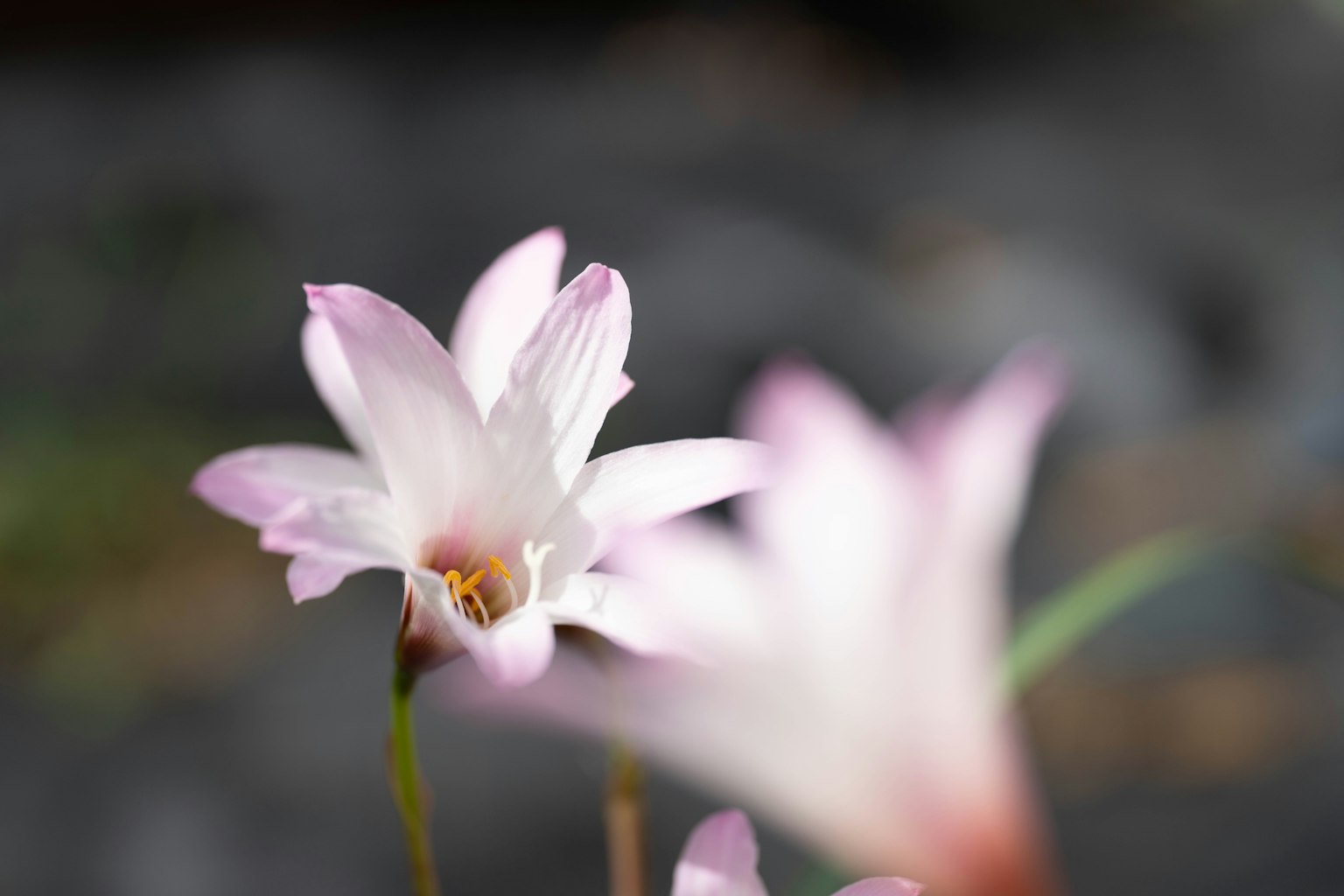 Gros plan de fleurs roses délicates avec un arrière-plan flou