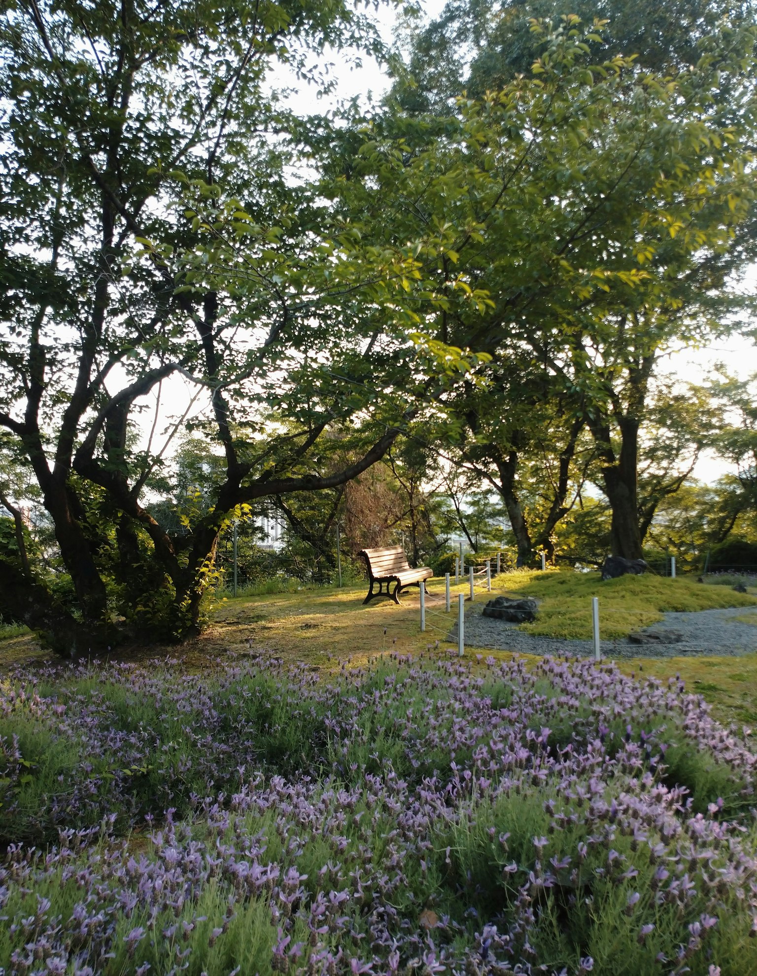 郁郁葱葱的公园场景，盛开的花朵和树木