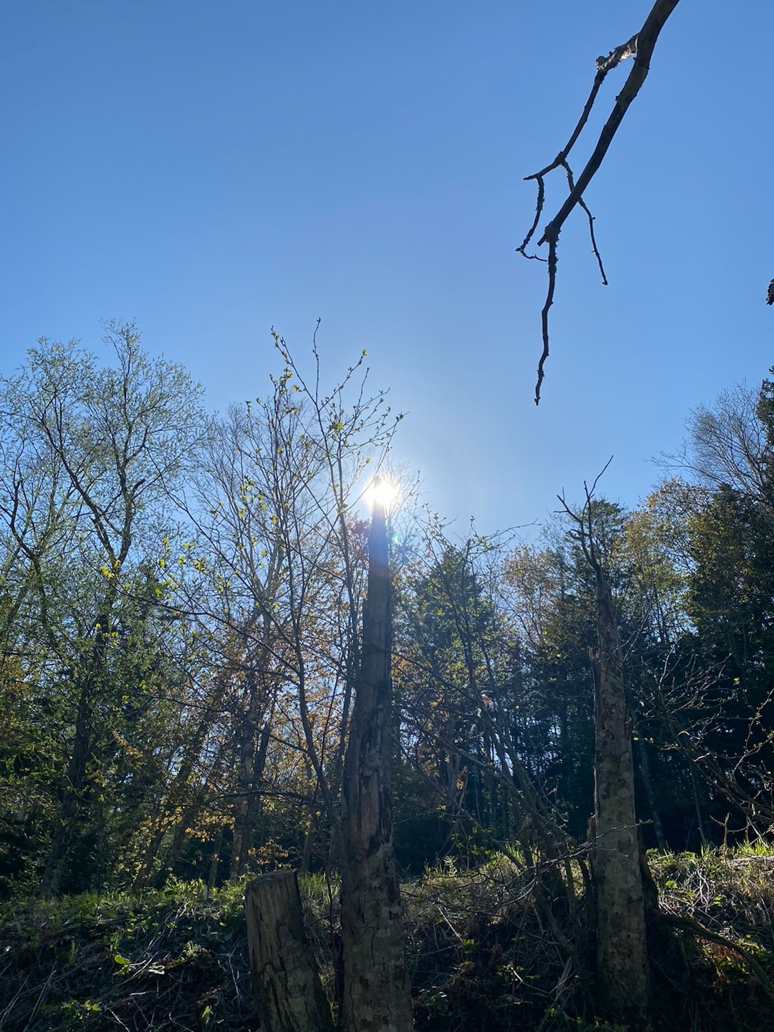 Scène forestière avec la lumière du soleil brilliante à travers les arbres sous un ciel bleu