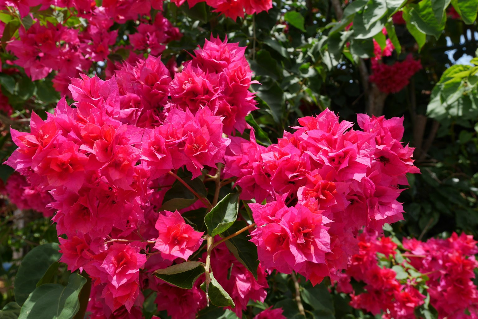 Fiori di bougainvillea rosa vivaci in fiore