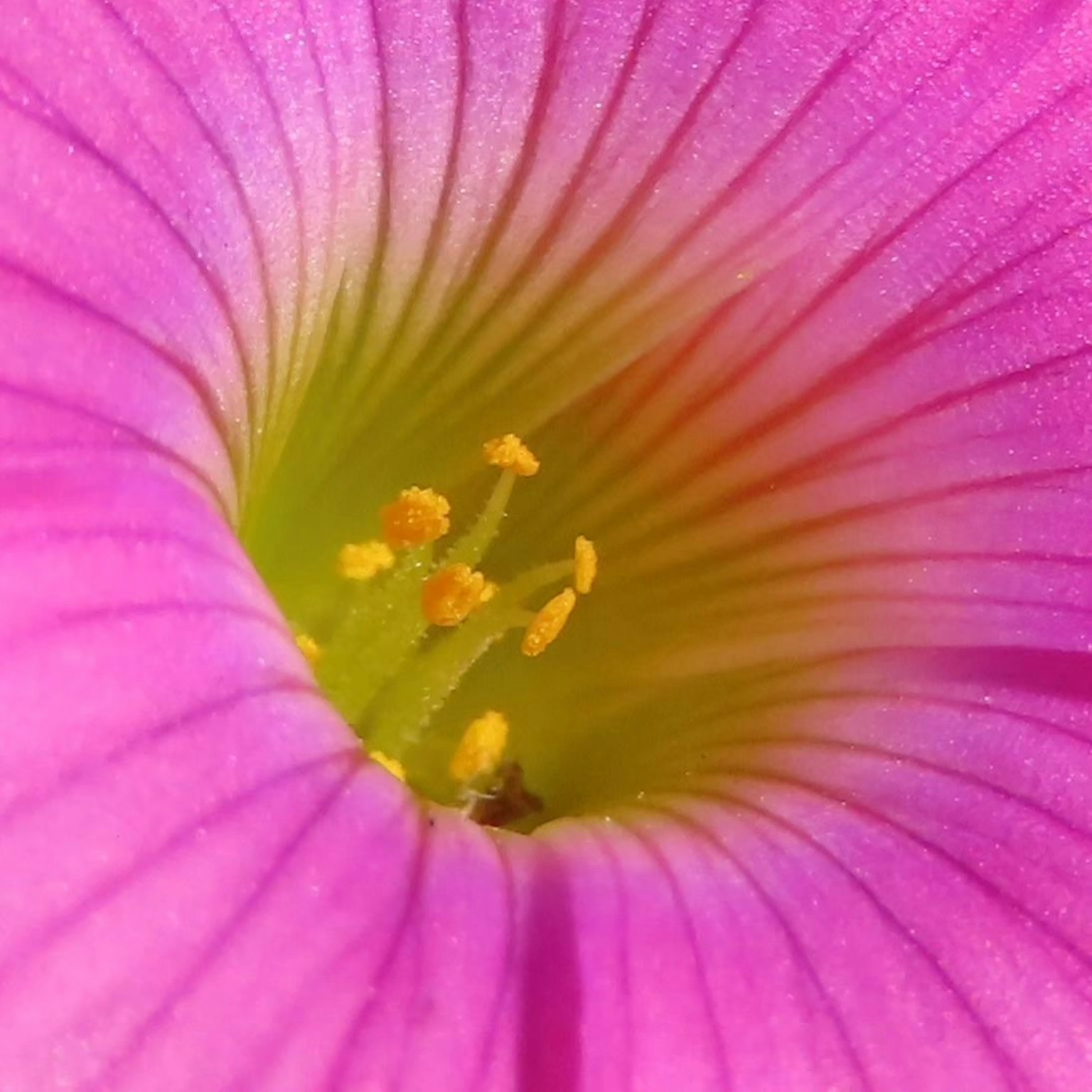 Nahaufnahme einer lebhaften rosa Blume mit gelben Staubblättern