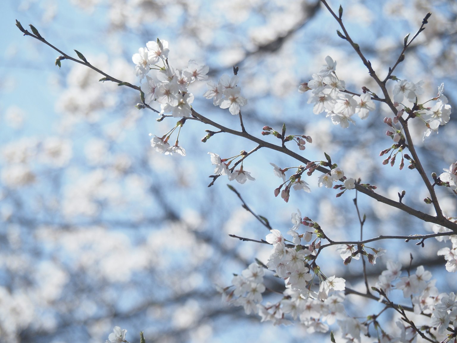 Primo piano di fiori di ciliegio bianchi su rami contro un cielo blu