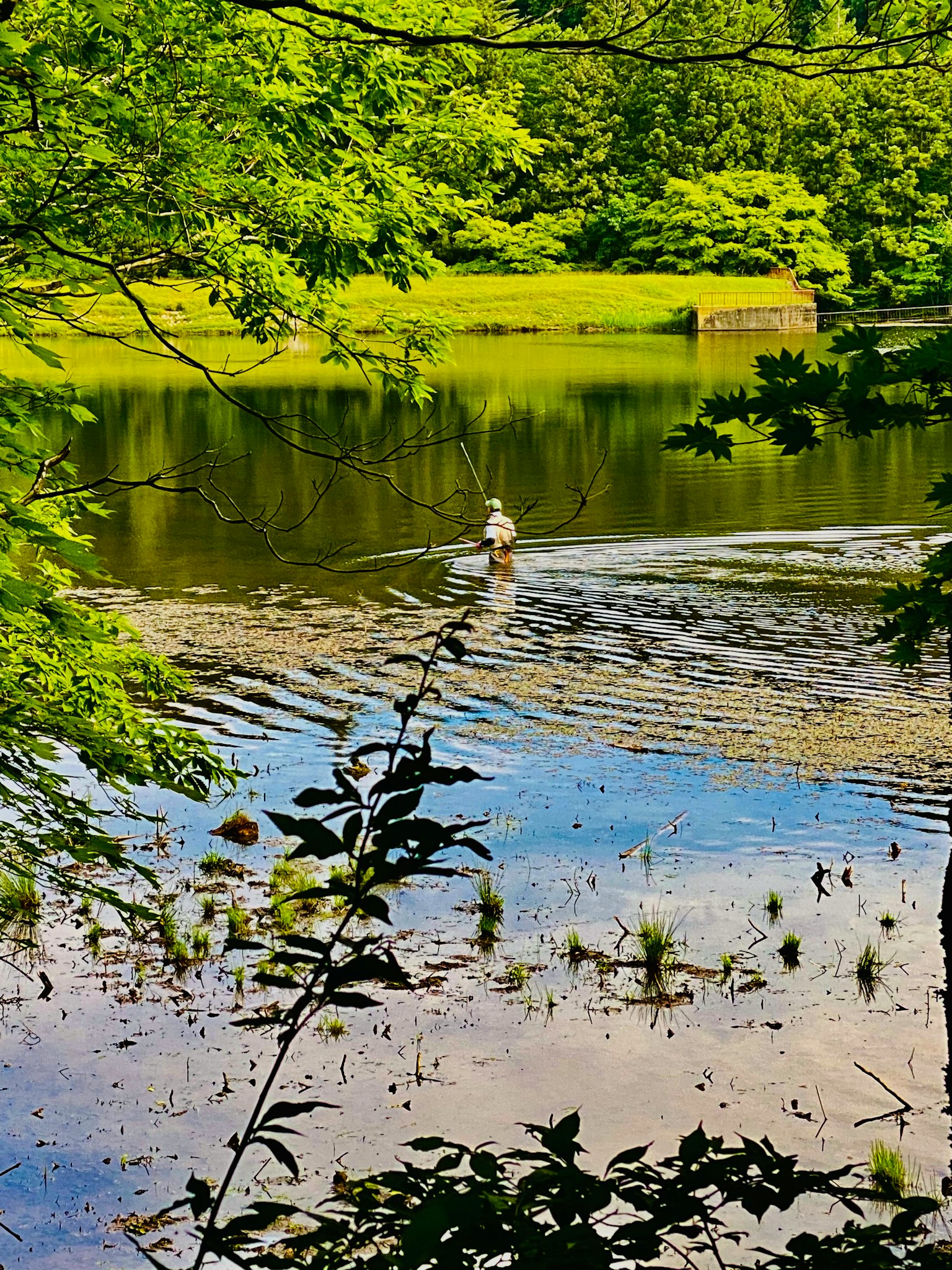 Una persona che pesca in un lago circondato da una vegetazione lussureggiante