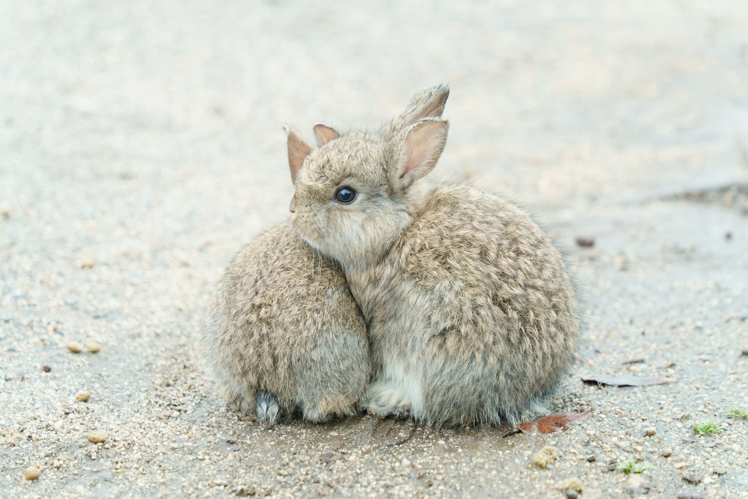 ふわふわの毛皮を持つ二匹の小さなウサギが寄り添っている