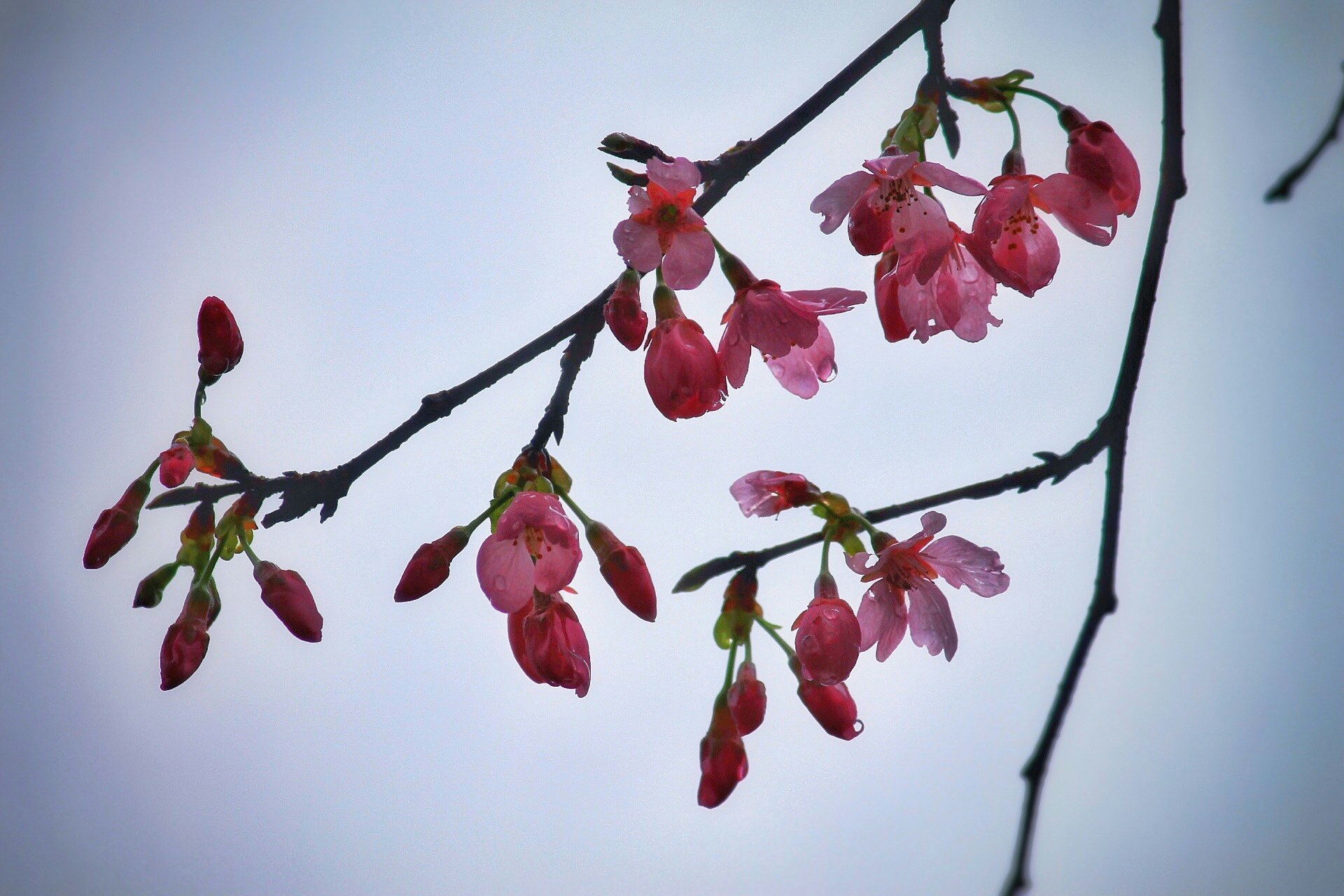 雨粒のついた枝に咲く雅桜の花