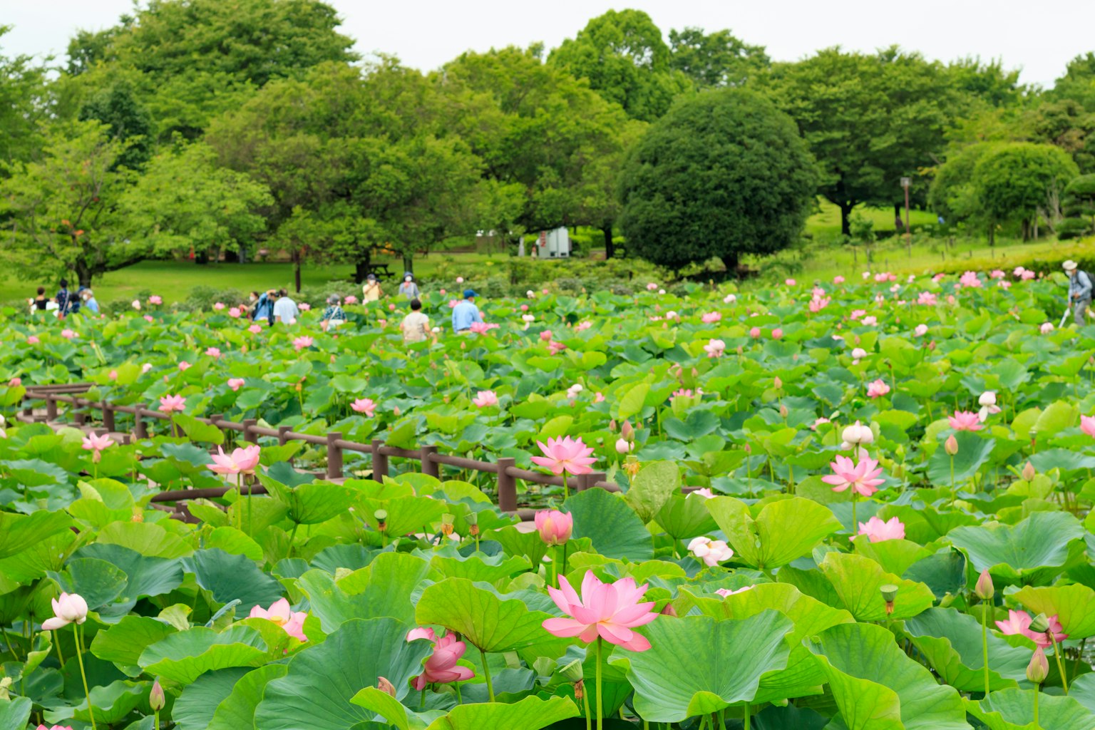美麗的公園場景，盛開的蓮花被綠色葉子環繞