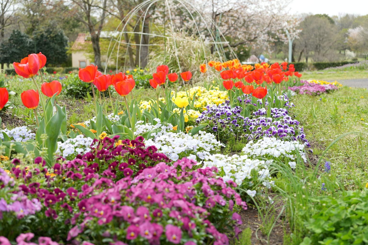 สวนดอกไม้ที่มีสีสันสดใสพร้อมดอกทิวลิปและดอกไม้หลากหลายชนิด