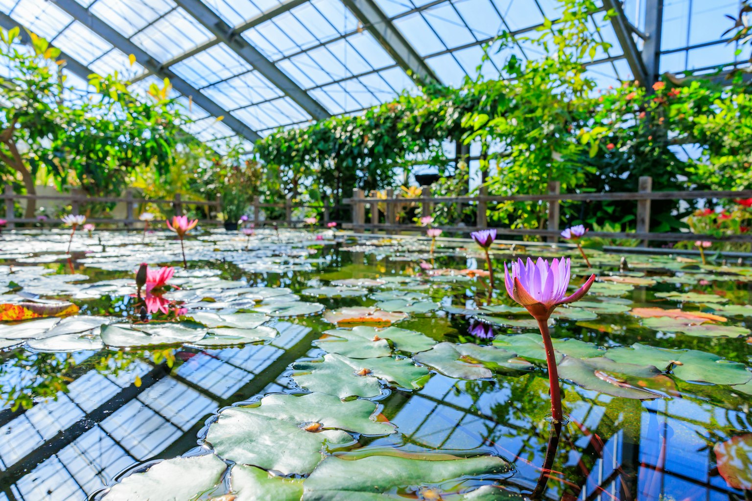 Beautiful scene of water lilies and green plants inside a greenhouse