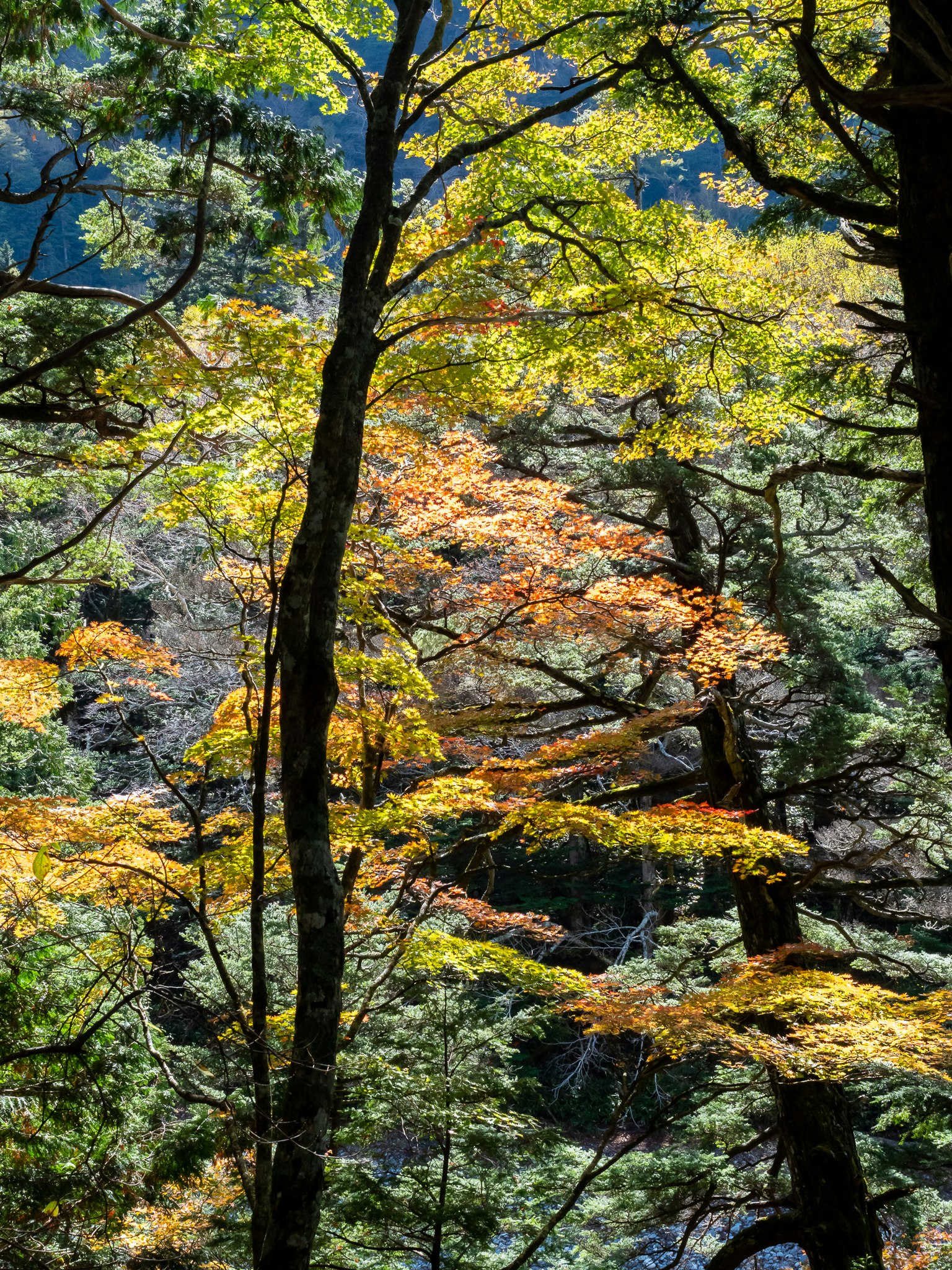 Une belle scène forestière avec des arbres colorés et des feuilles vibrantes