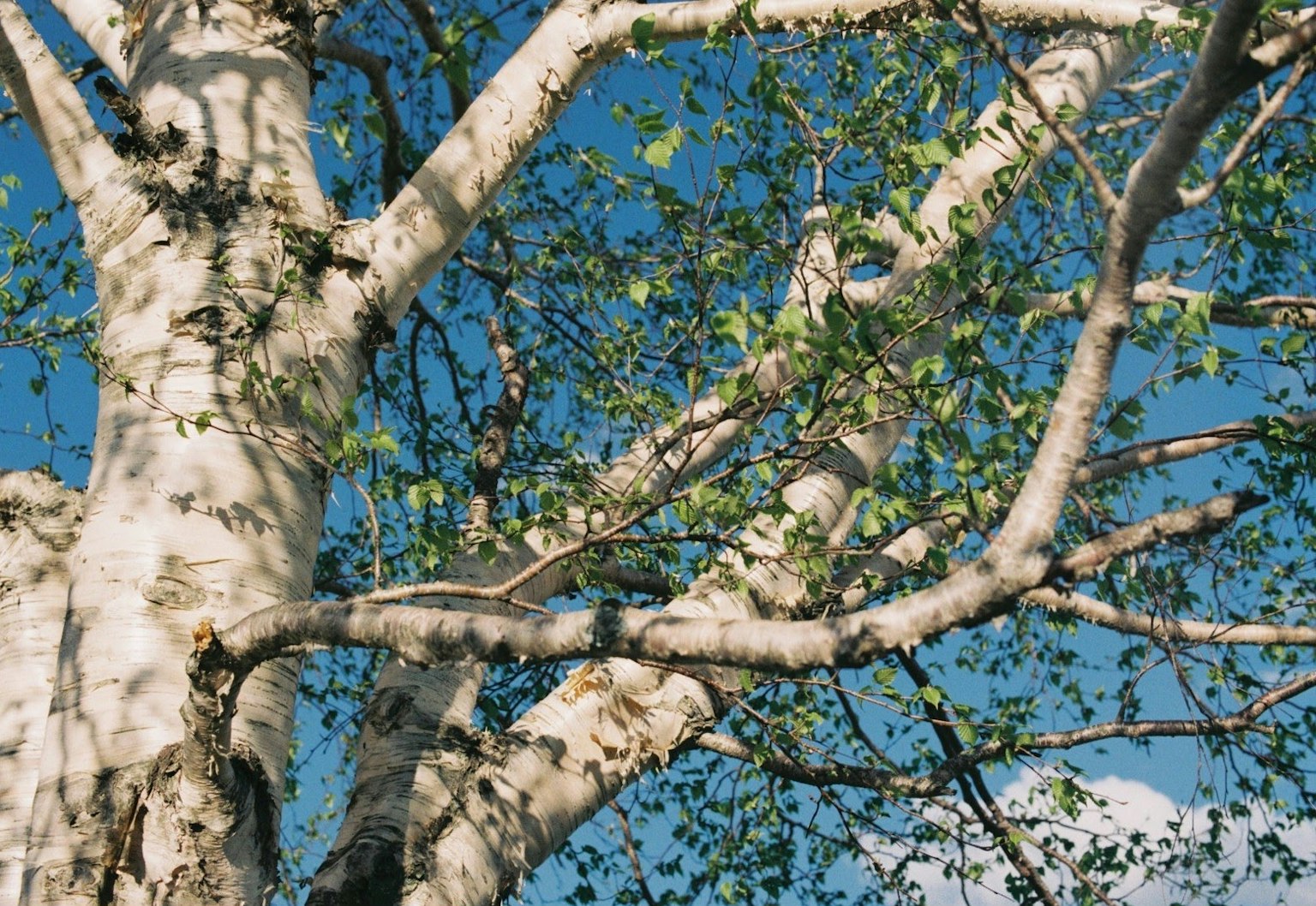Äste einer Birke mit frischen grünen Blättern vor einem blauen Himmel