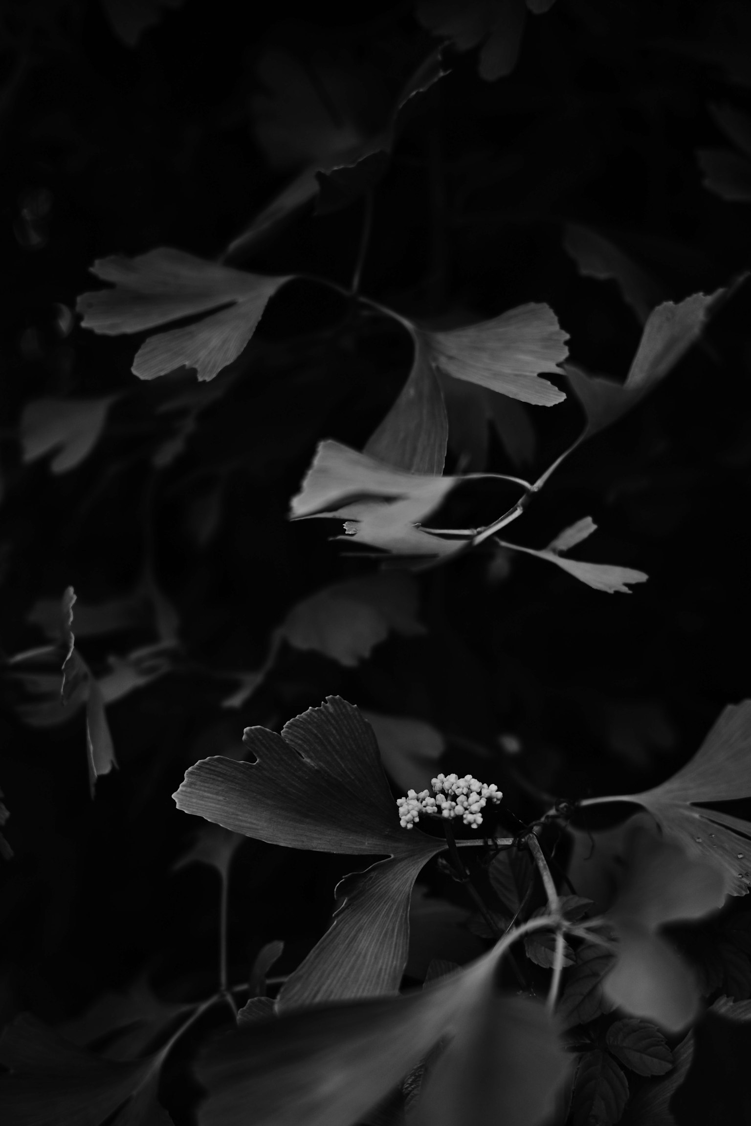 Gambar hitam putih daun dan bunga ginkgo