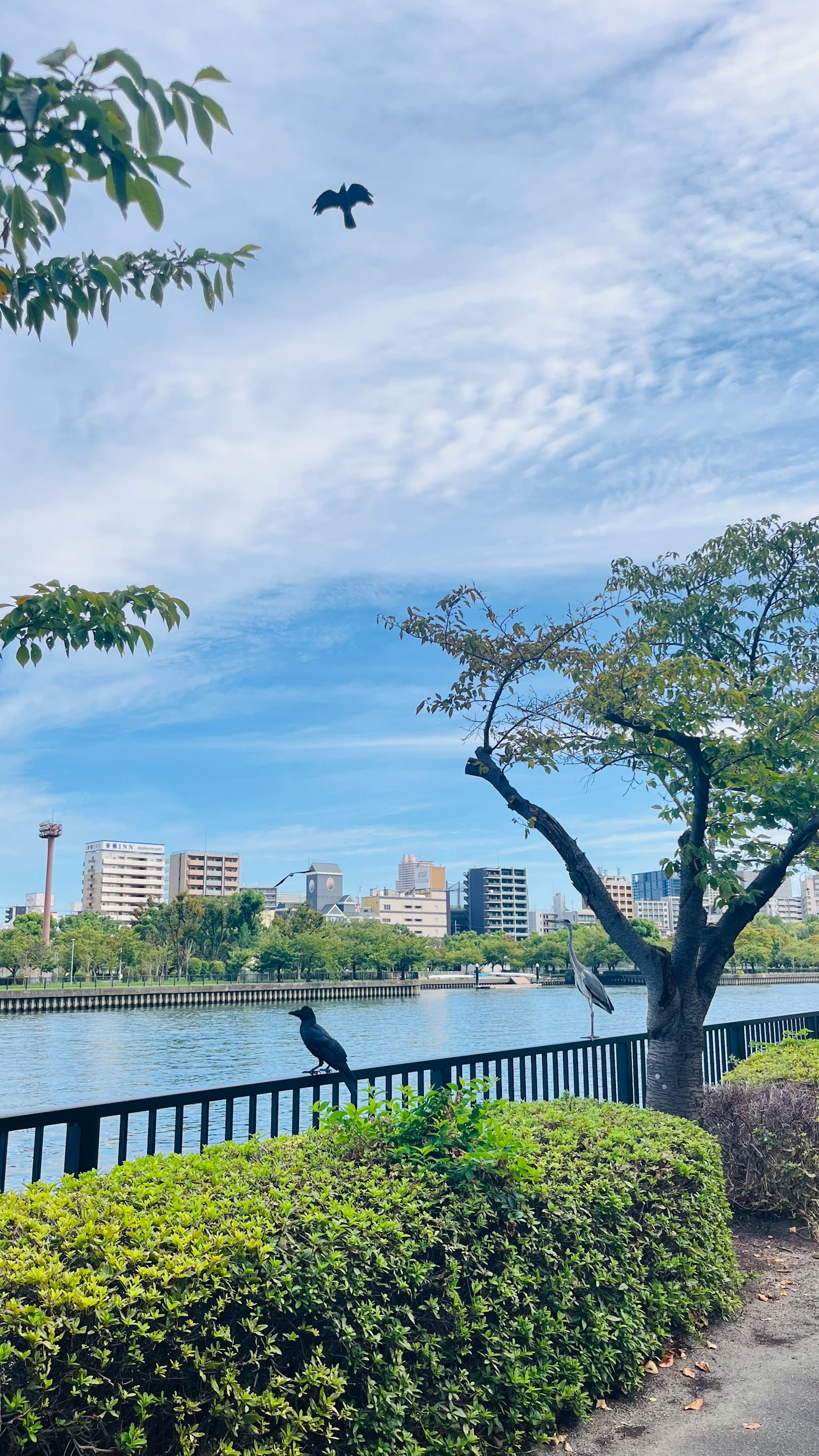 青空の下に川と木々がある風景 鳥が飛んでいる