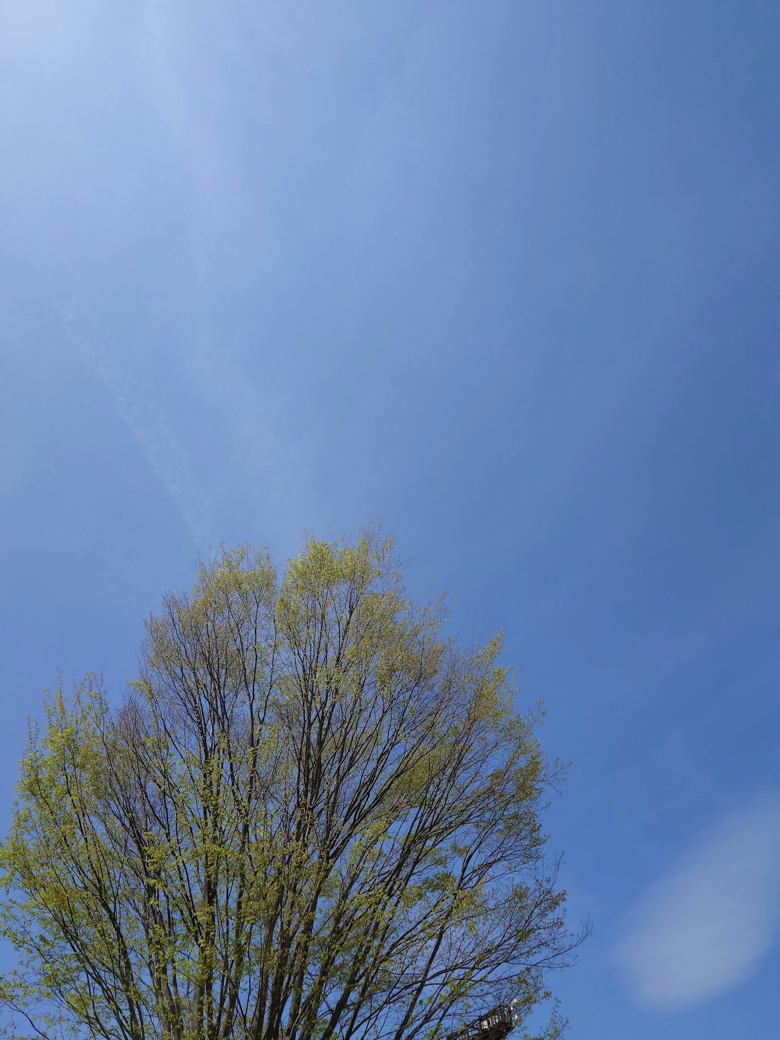 Cielo azul con la parte superior de un árbol frondoso
