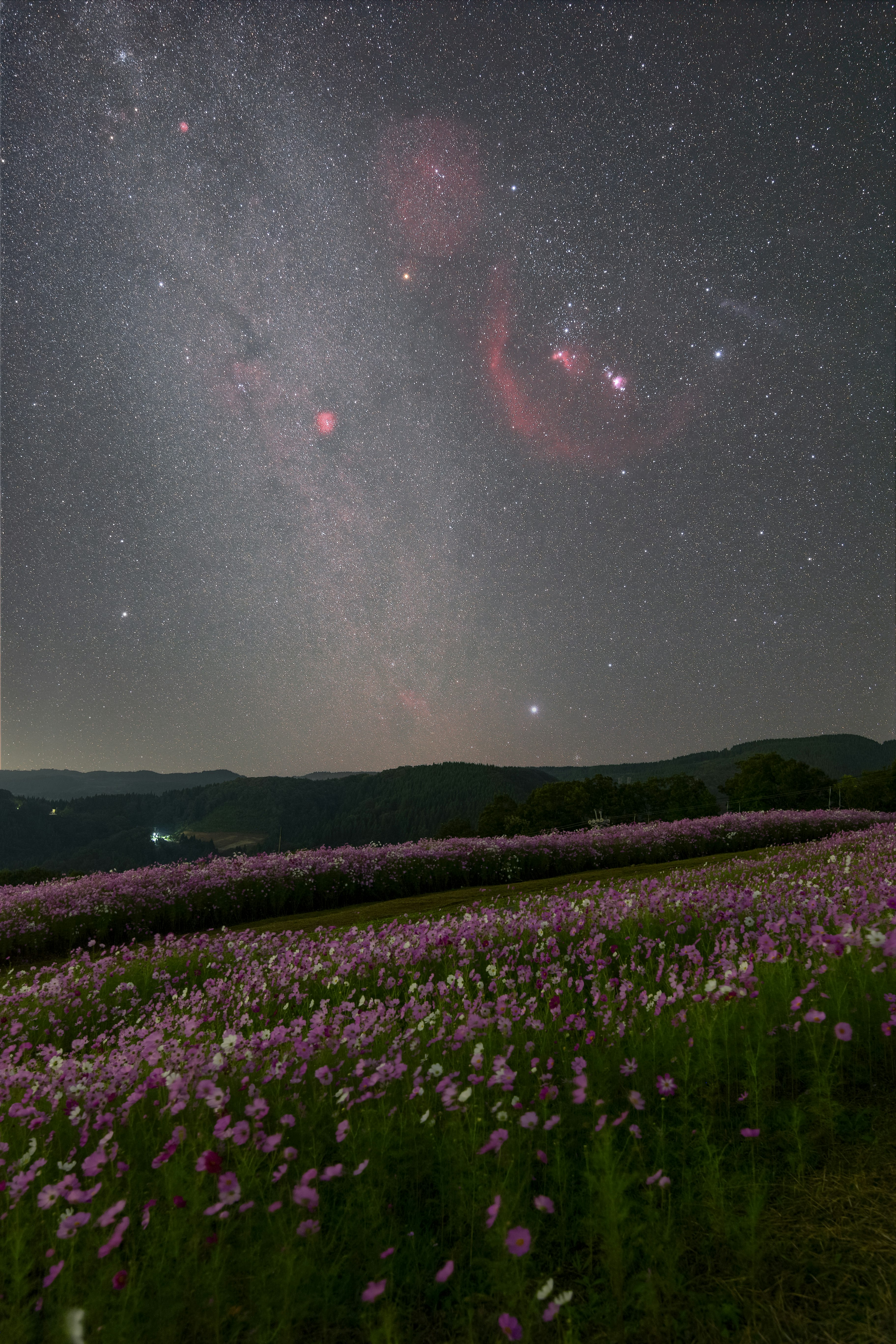 満天の星空の下に広がる花畑の風景