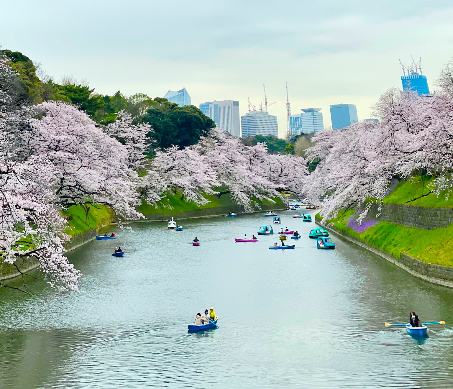 Scenic view of cherry blossom trees along a river with boats