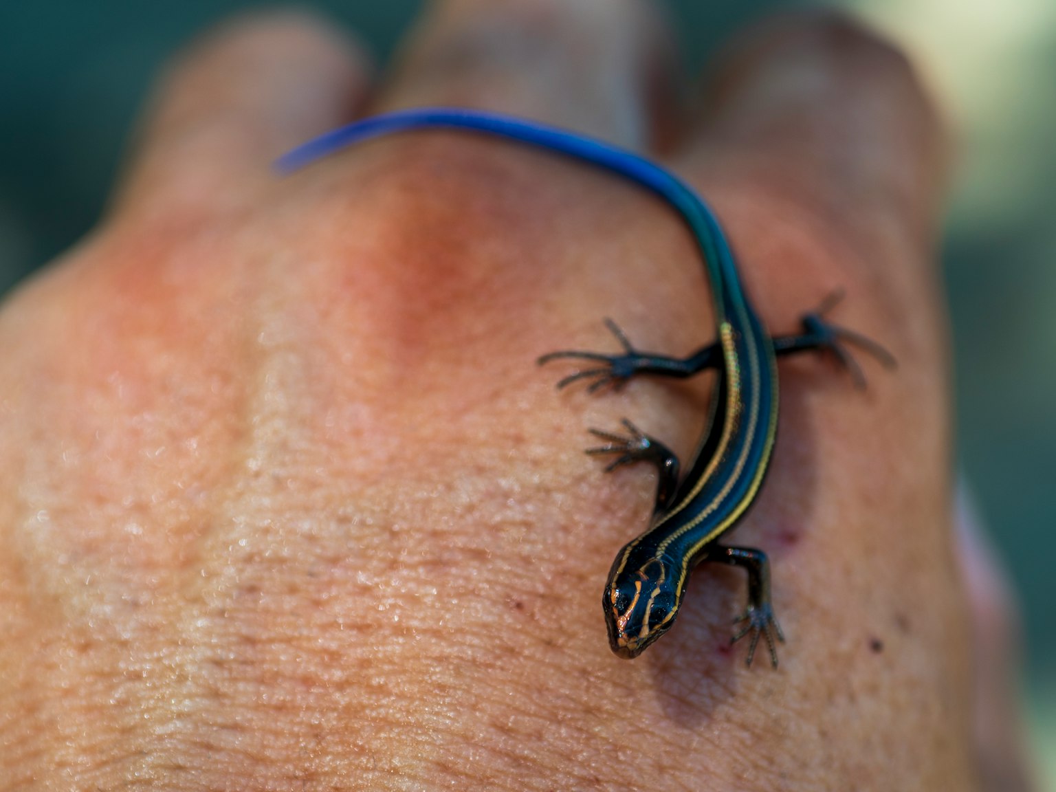 Ein kleiner Eidechse mit einem blauen Schwanz, der auf einer Hand ruht