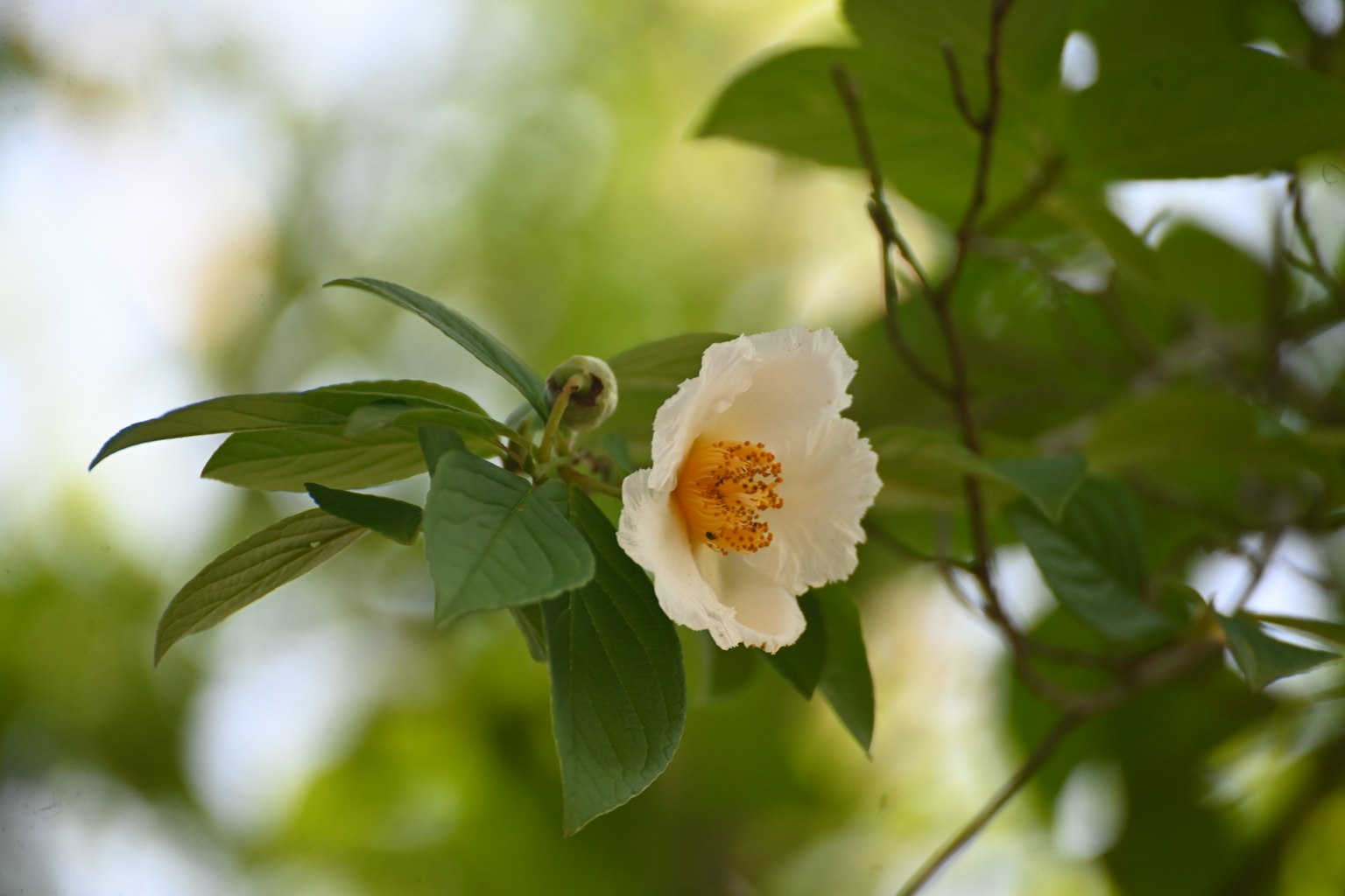 白色花朵和绿色叶子的特写