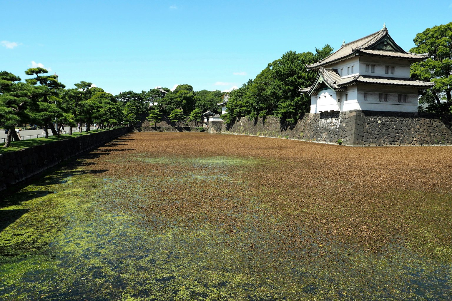 Umgebungslandschaft des Kaiserpalasts in Tokio mit Oberflächenalgen und grünen Bäumen