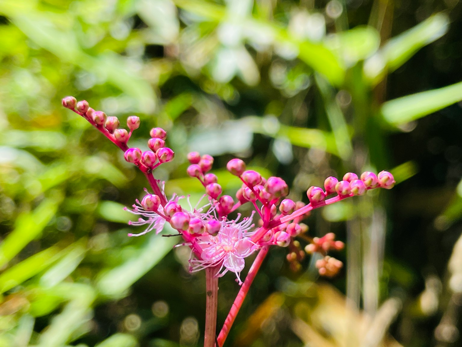 Nahaufnahme einer lebhaften rosa Blume mit Knospen, umgeben von grünem Laub