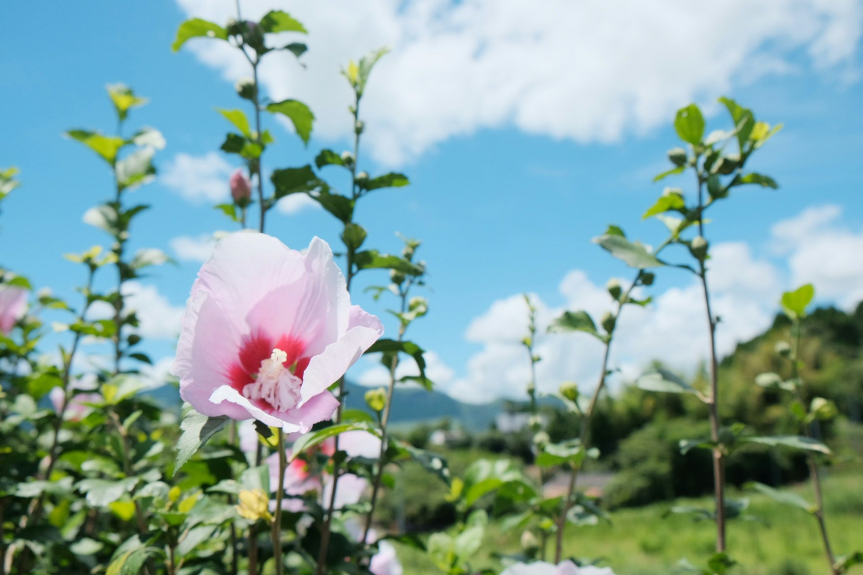 花畑のピンクのハイビスカスと阿蘇の山並み