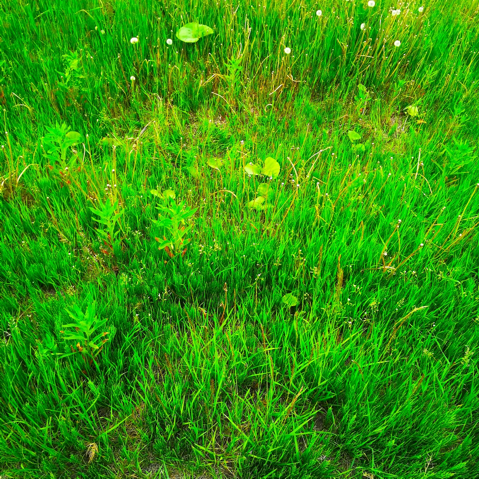 Rumput hijau subur dengan bunga putih kecil yang tersebar