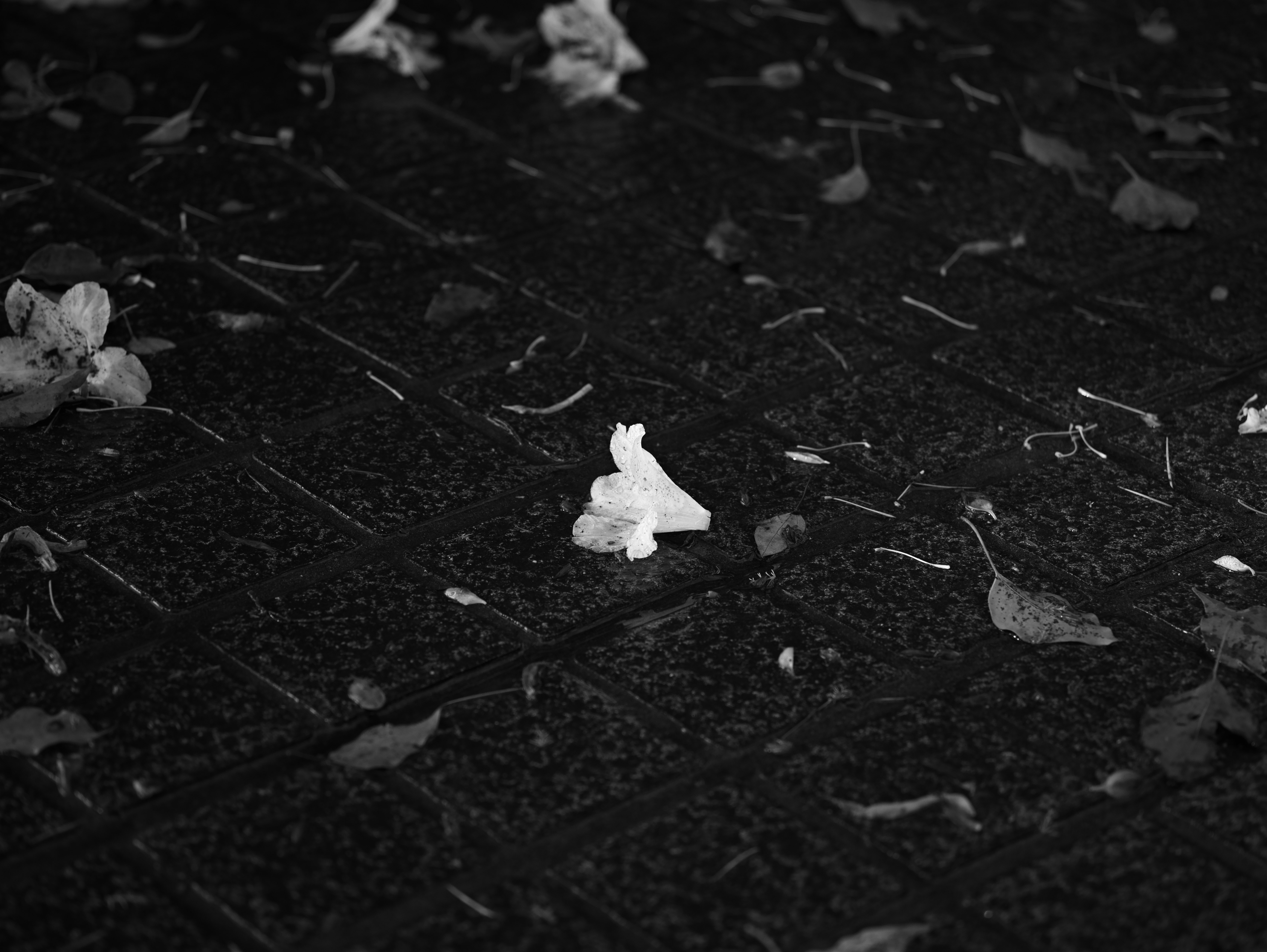 黒い地面に散らばる白い花びらのある静かな路上