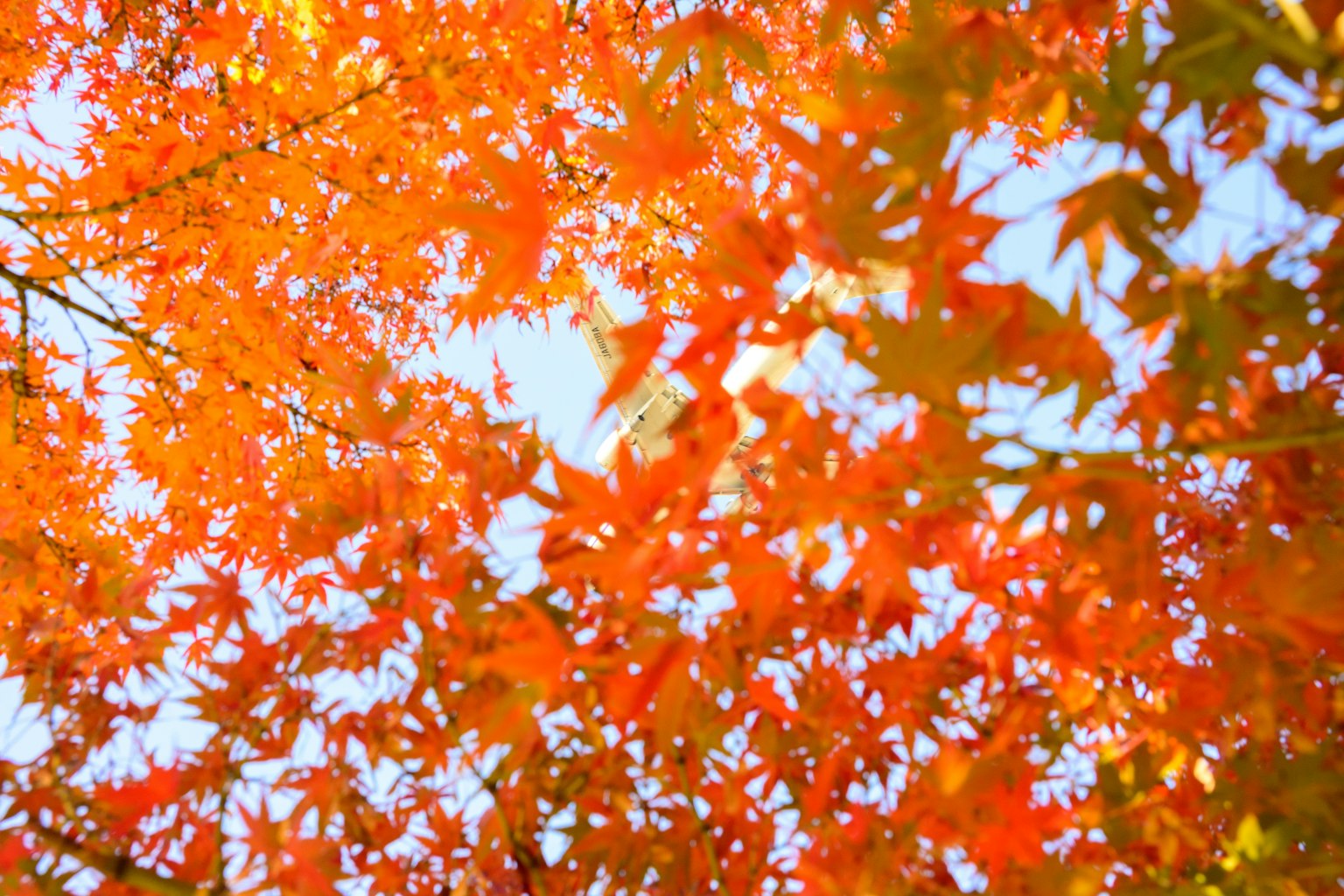 鮮やかなオレンジ色のもみじの葉が青空を背景に広がっている